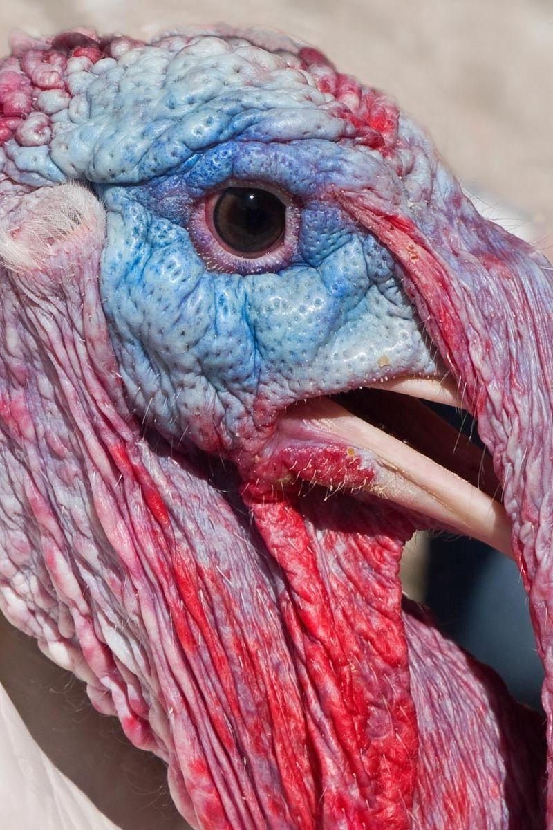 800x1200 Download Wallpaper 800x1200 Turkey, Beak, Head, Bird Iphone 4s 4
