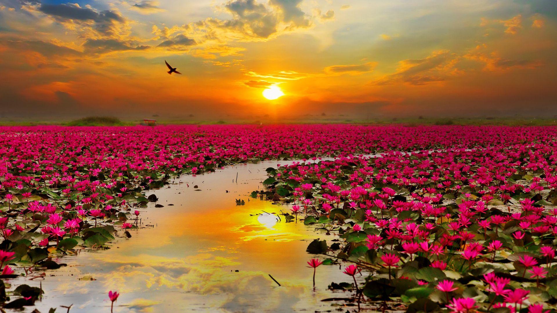 1920x1080 Download 1920x1080 Wallpaper Spirit, Sunset, Field, Landscape