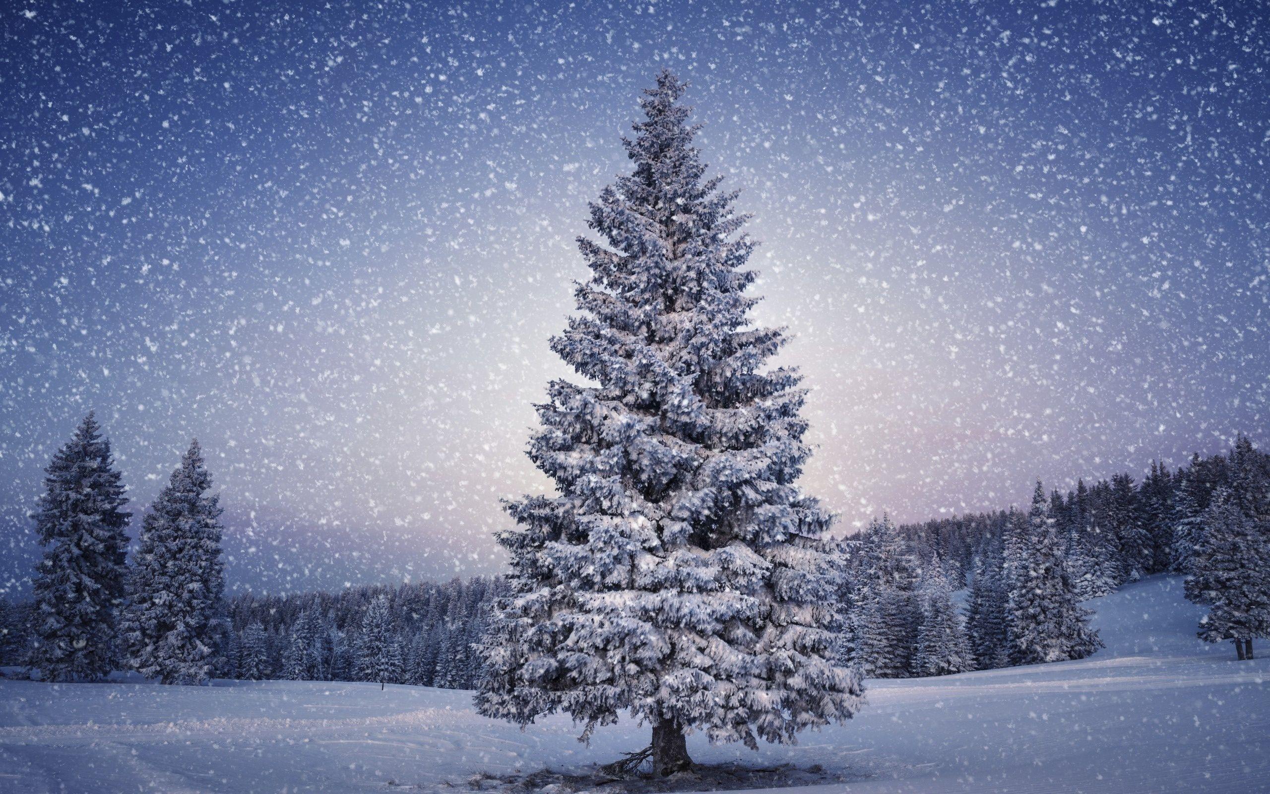 Christmas Tree Snow Wallpapers - Top Free Christmas Tree Snow Backgrounds -  WallpaperAccess