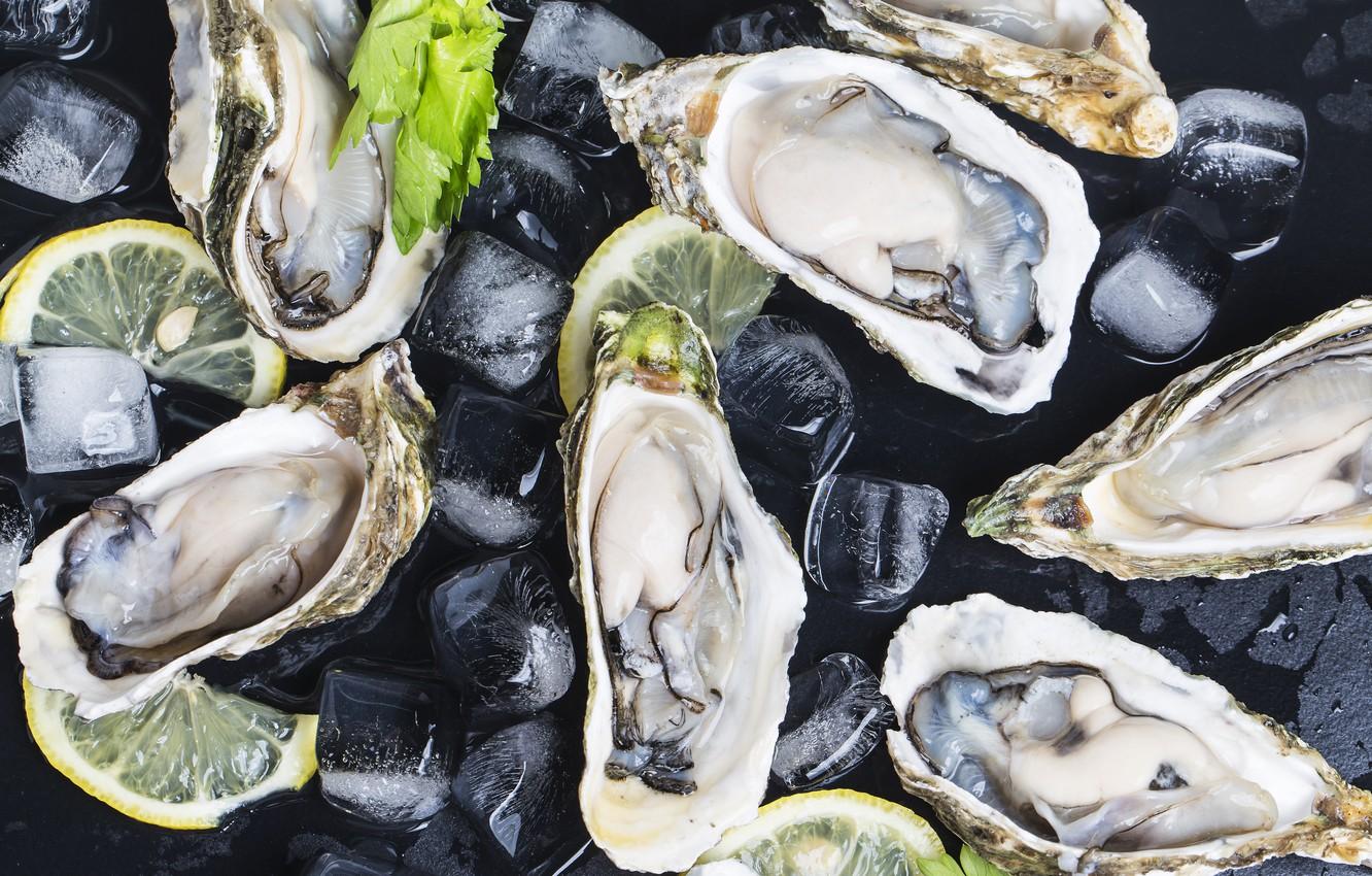 Oysters Wallpapers - Top Free Oysters Backgrounds - WallpaperAccess