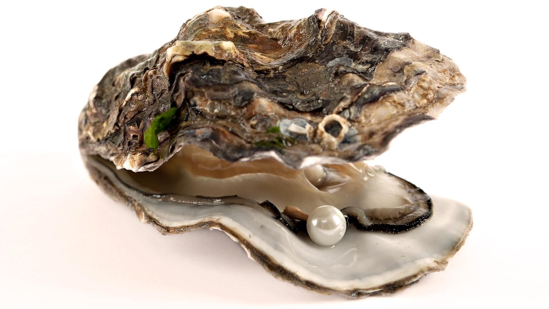 1920x1080 Pacific Oyster Wallpaper