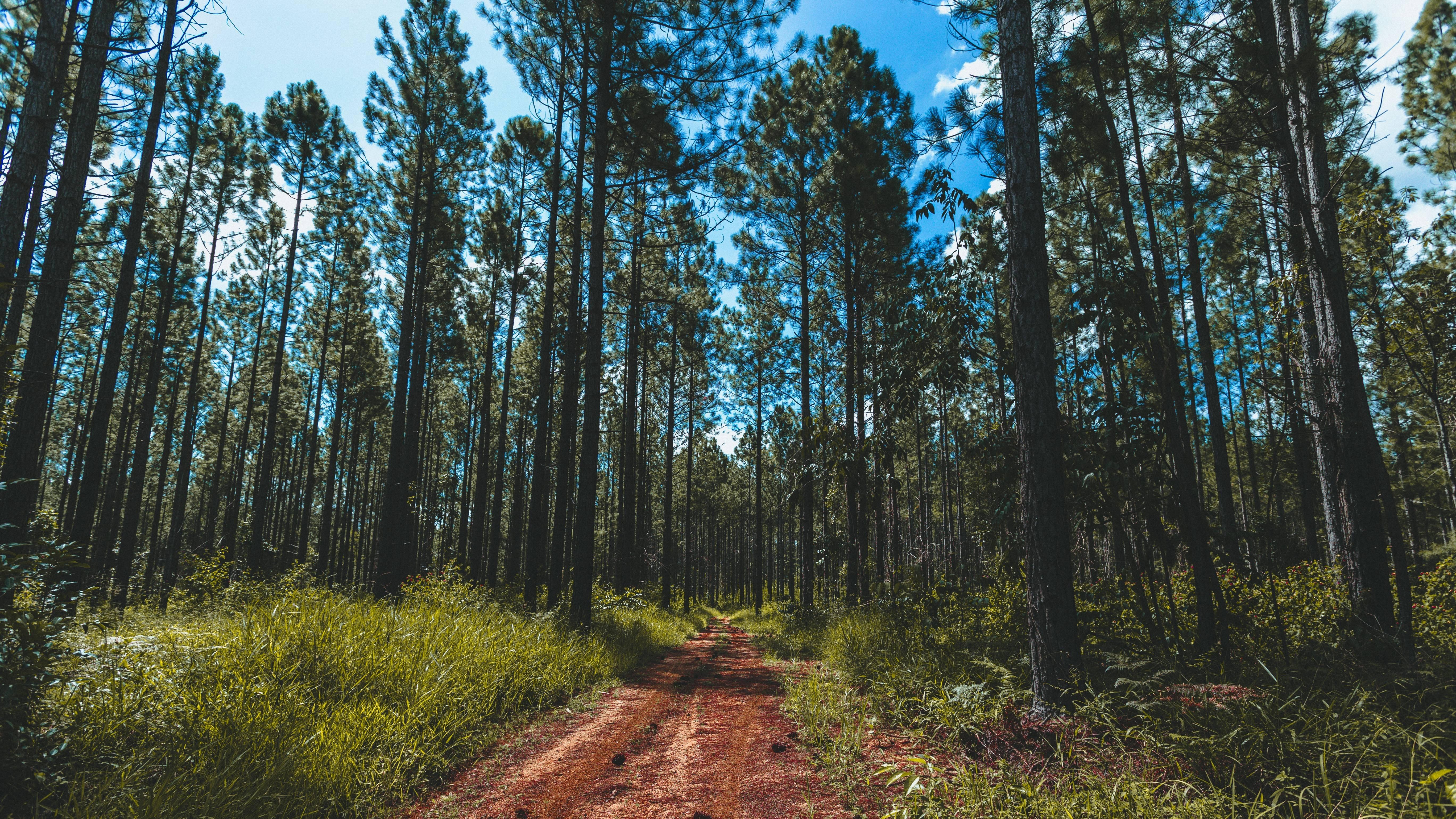 5472x3078 Into the Woods 4K wallpaper