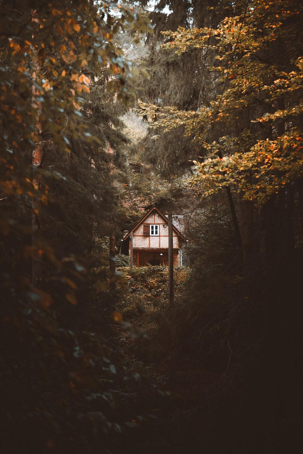 1000x1500 Cabin In Woods Picture. Download Free Image