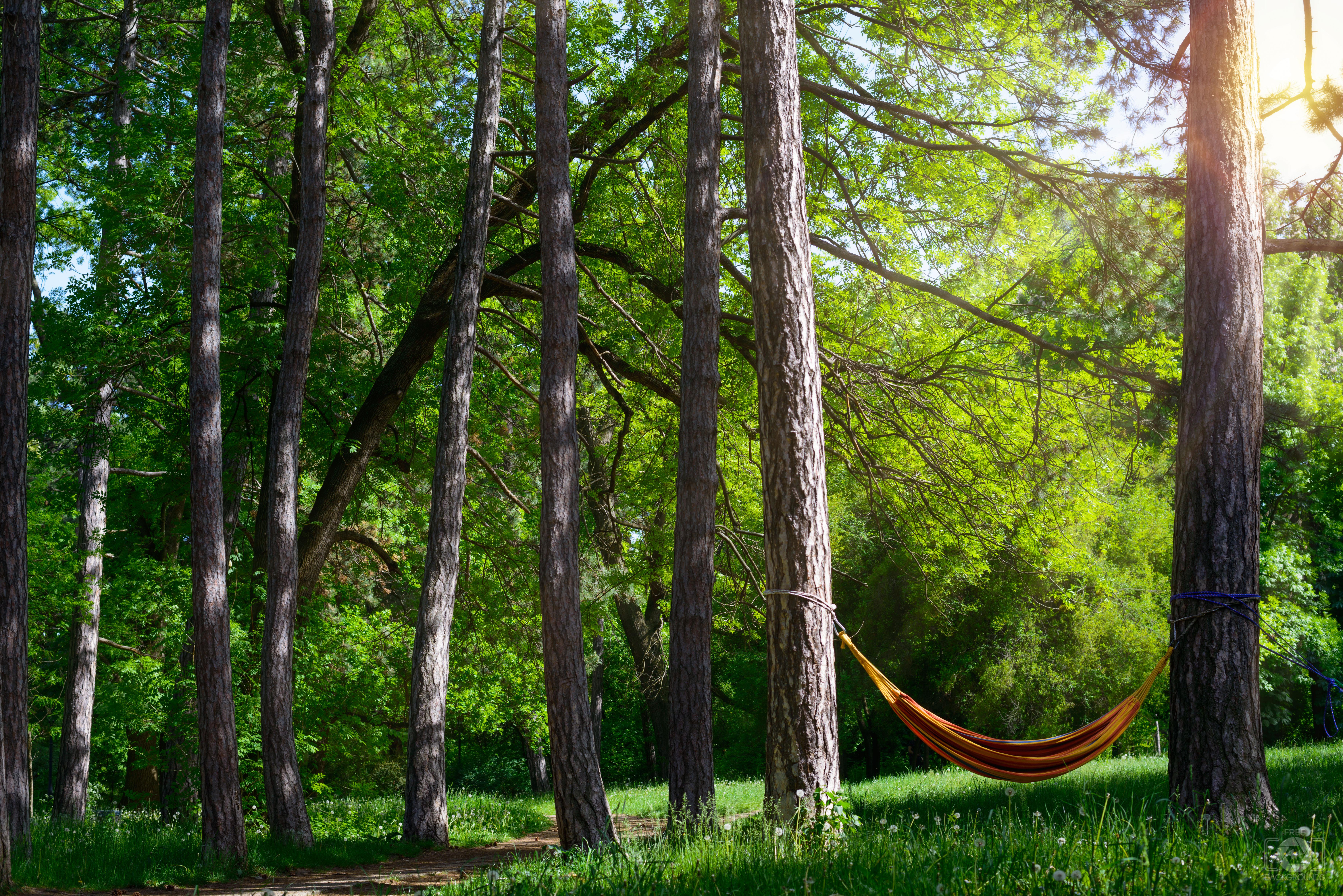 7360x4912 Hammock In The Woods Background Quality Free Background