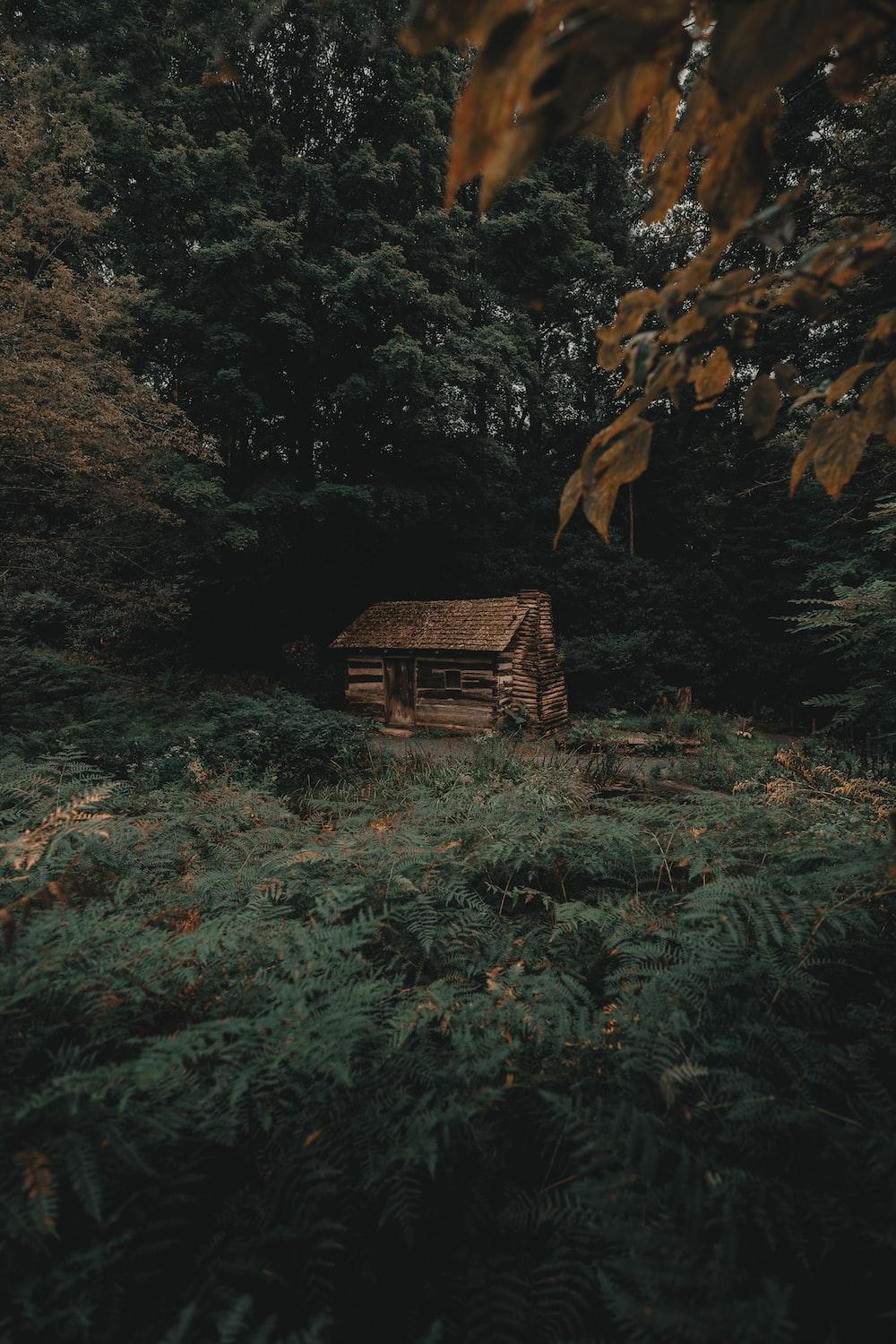 1000x1500 Cabin In Woods Picture. Download Free Image