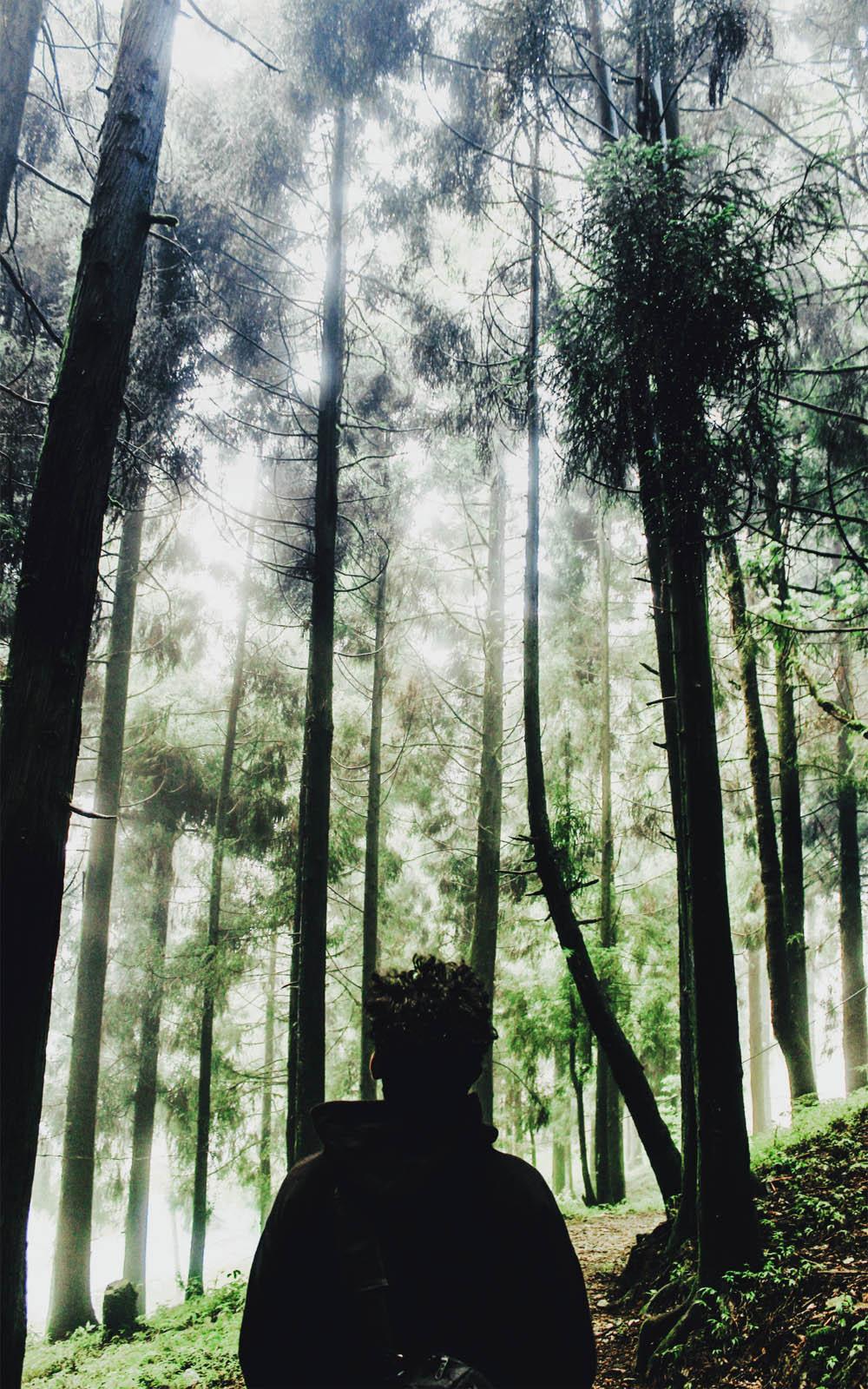 1000x1600 Lost In The Woods Free HD Mobile Wallpaper
