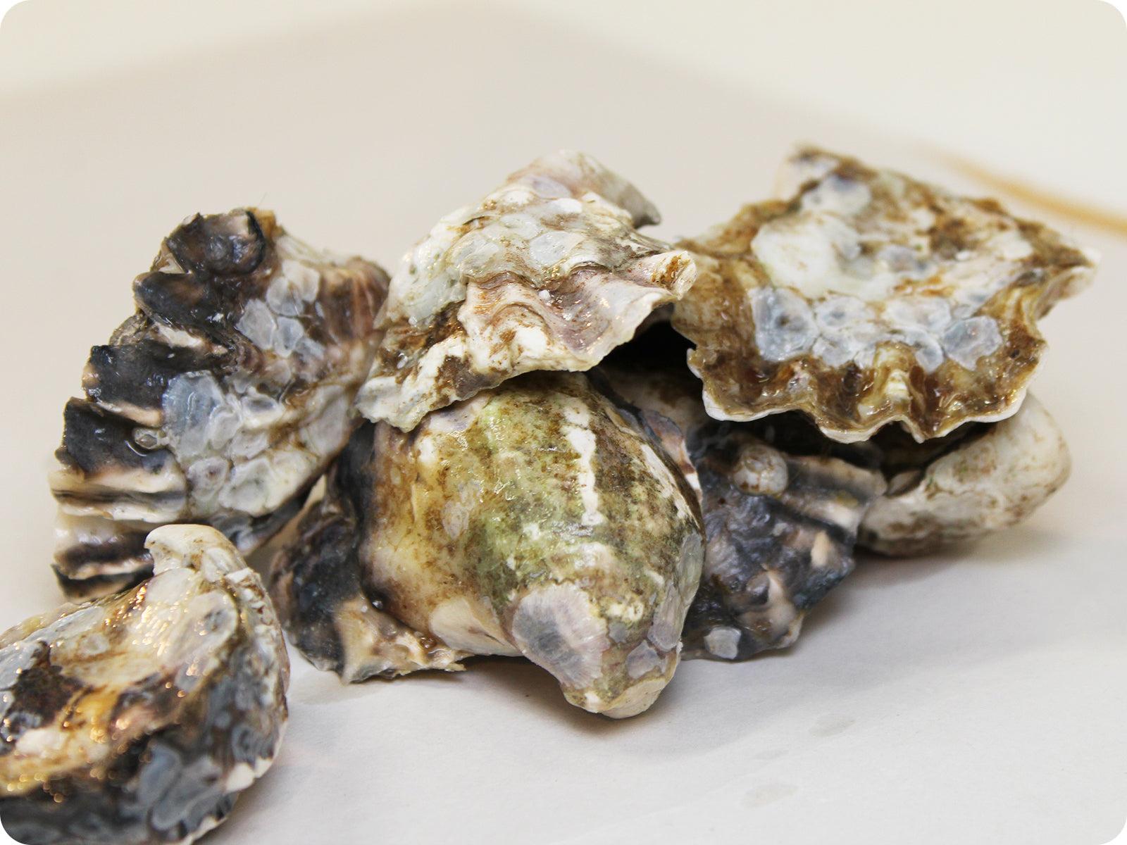 1600x1200 Kumamoto Oysters and