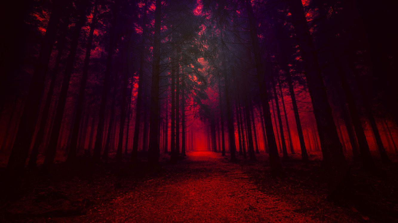1333x750 Wallpaper Pathway in The Woods During Night Time, Background Free Image