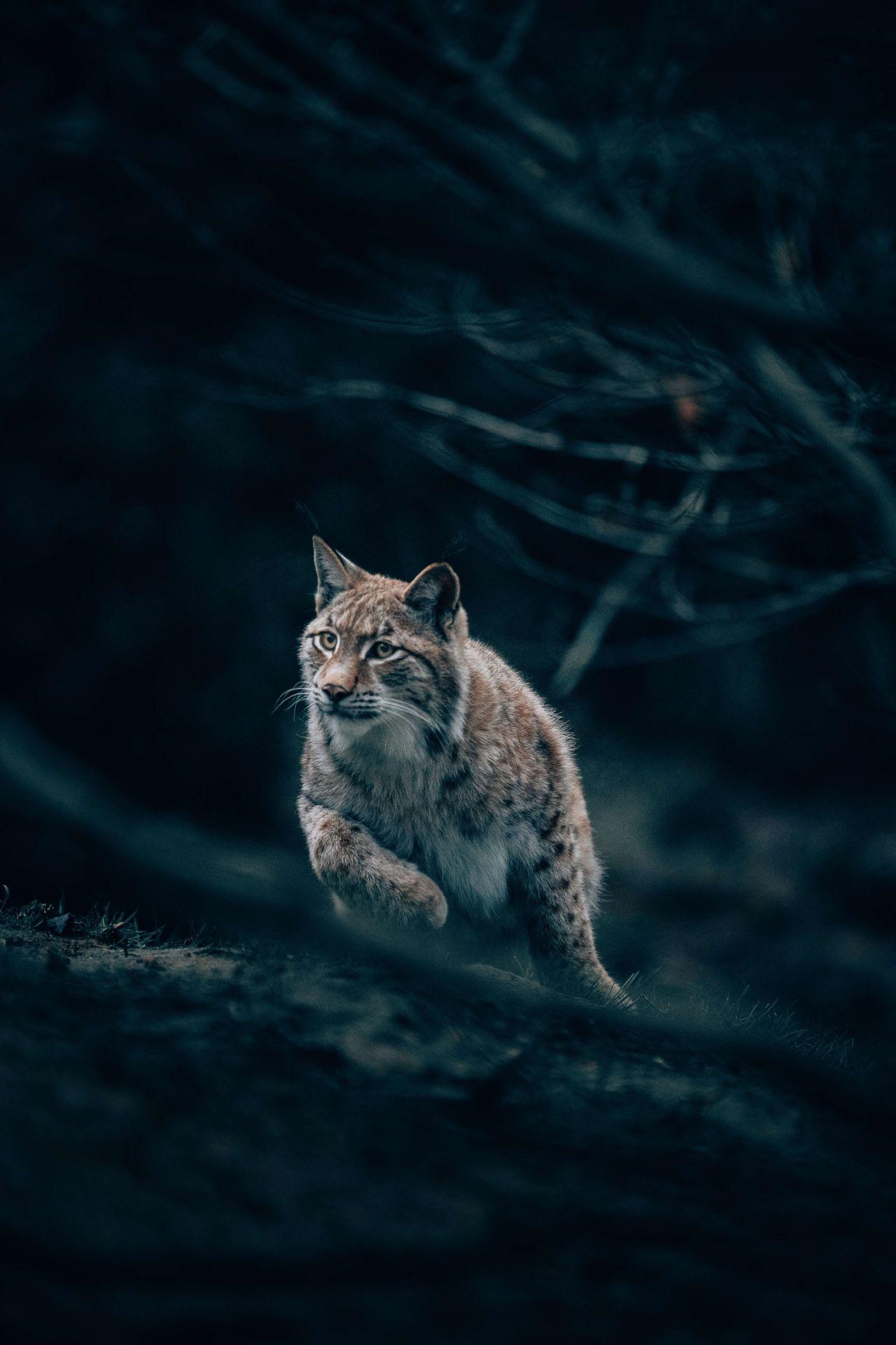 1280x1920 Lynx in the woods