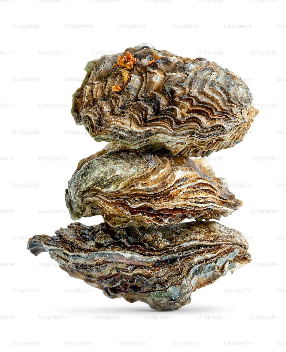 1000x1232 Oyster Picture [HD]. Download Free Image