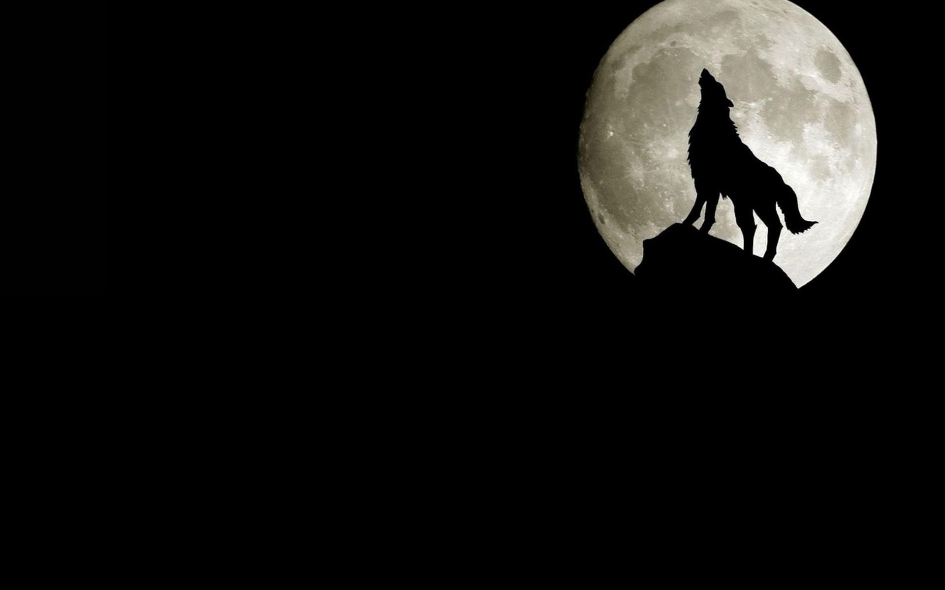 1920x1200 Latest Black Wolf Wallpaper HD FULL HD 1920×1080 For PC Desktop