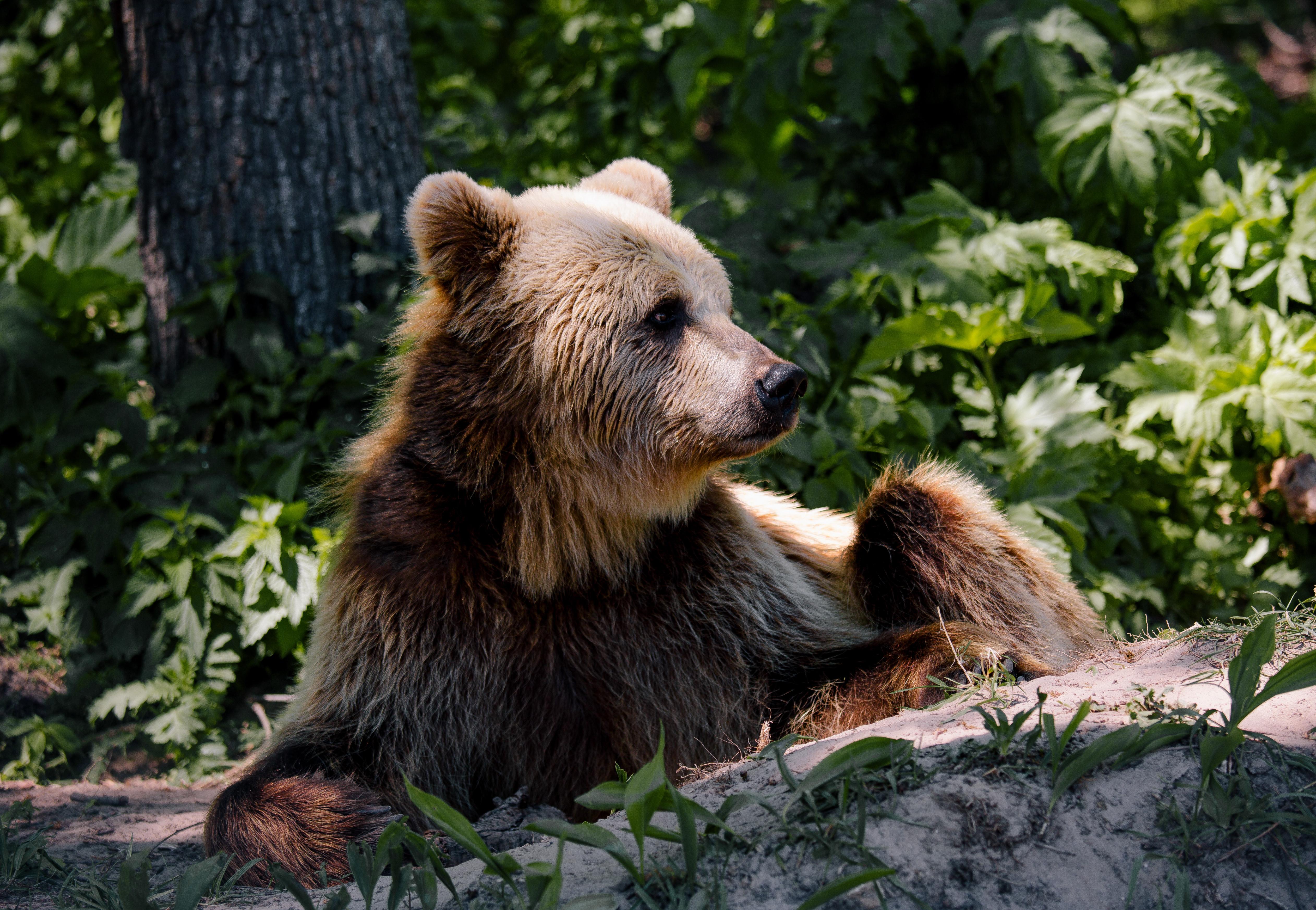 5046x3492 Facts About Brown Bears PAWS International Welfare Organisation