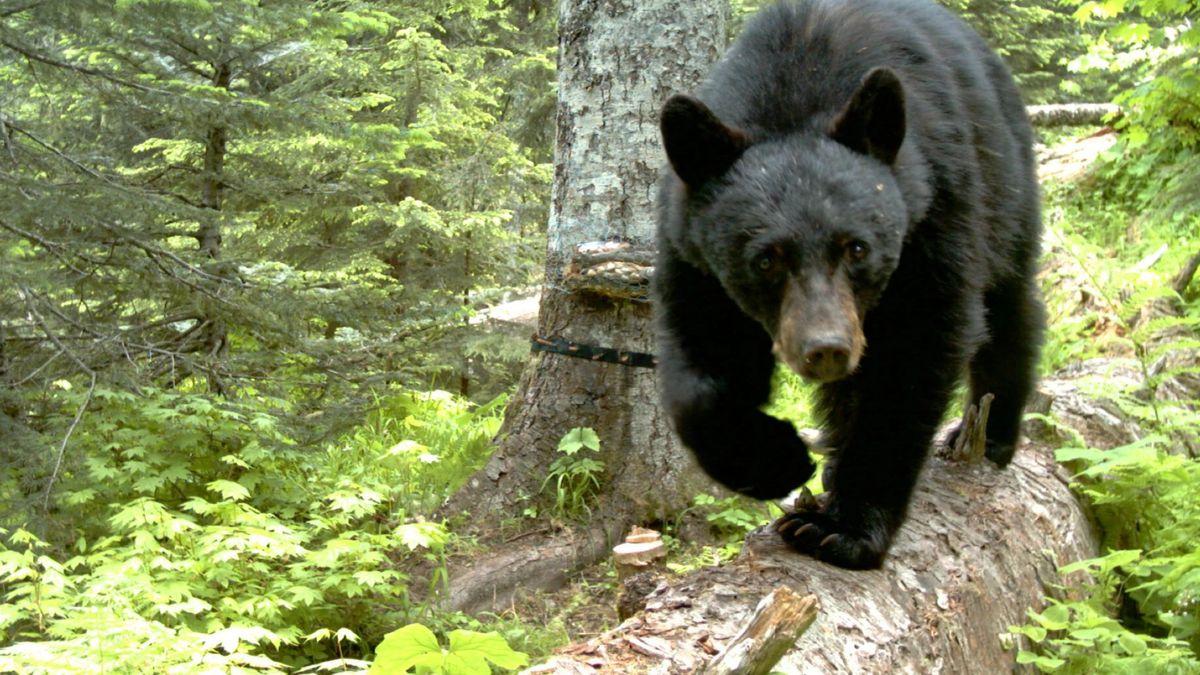 1200x675 Bears Are On The Prowl For Food Across Oregon, Meaning Potential Run Ins With Humans