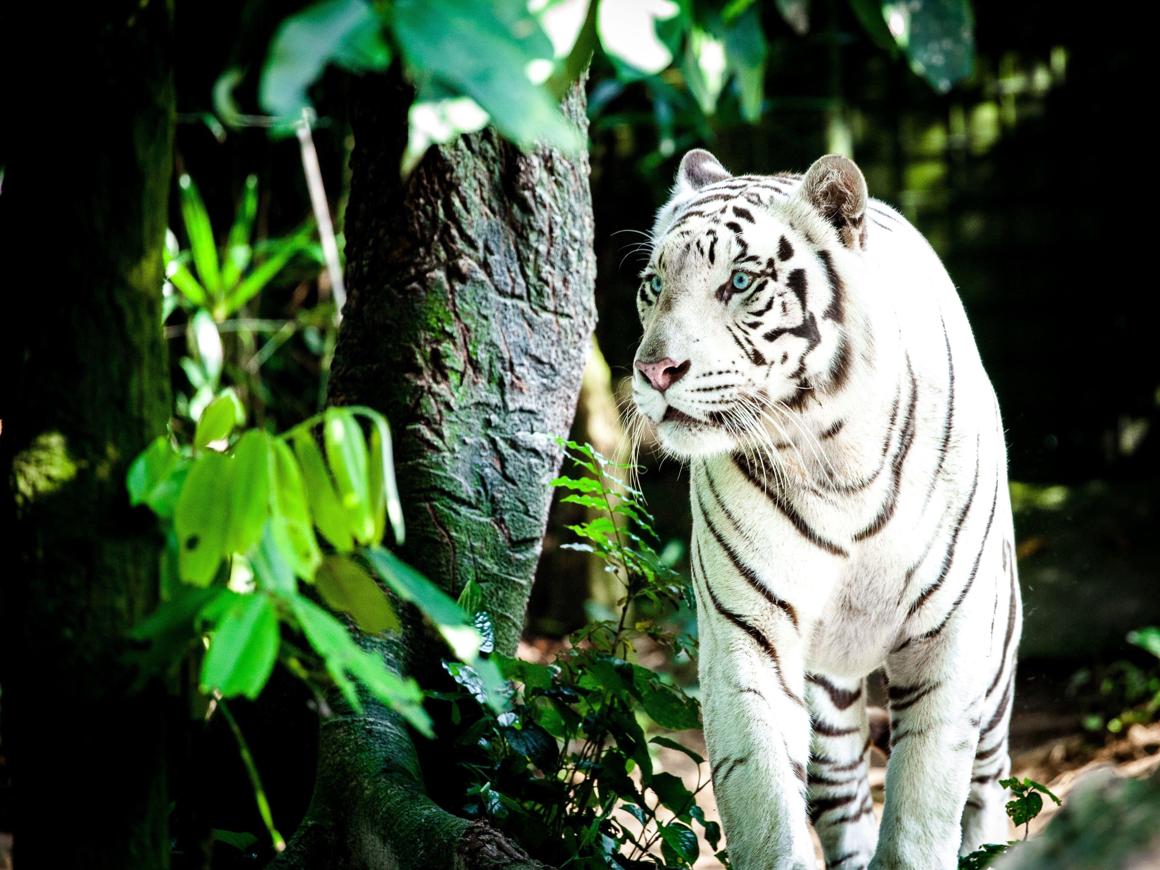 3840x2880 tiger 4k ultra HD desktop wallpaper