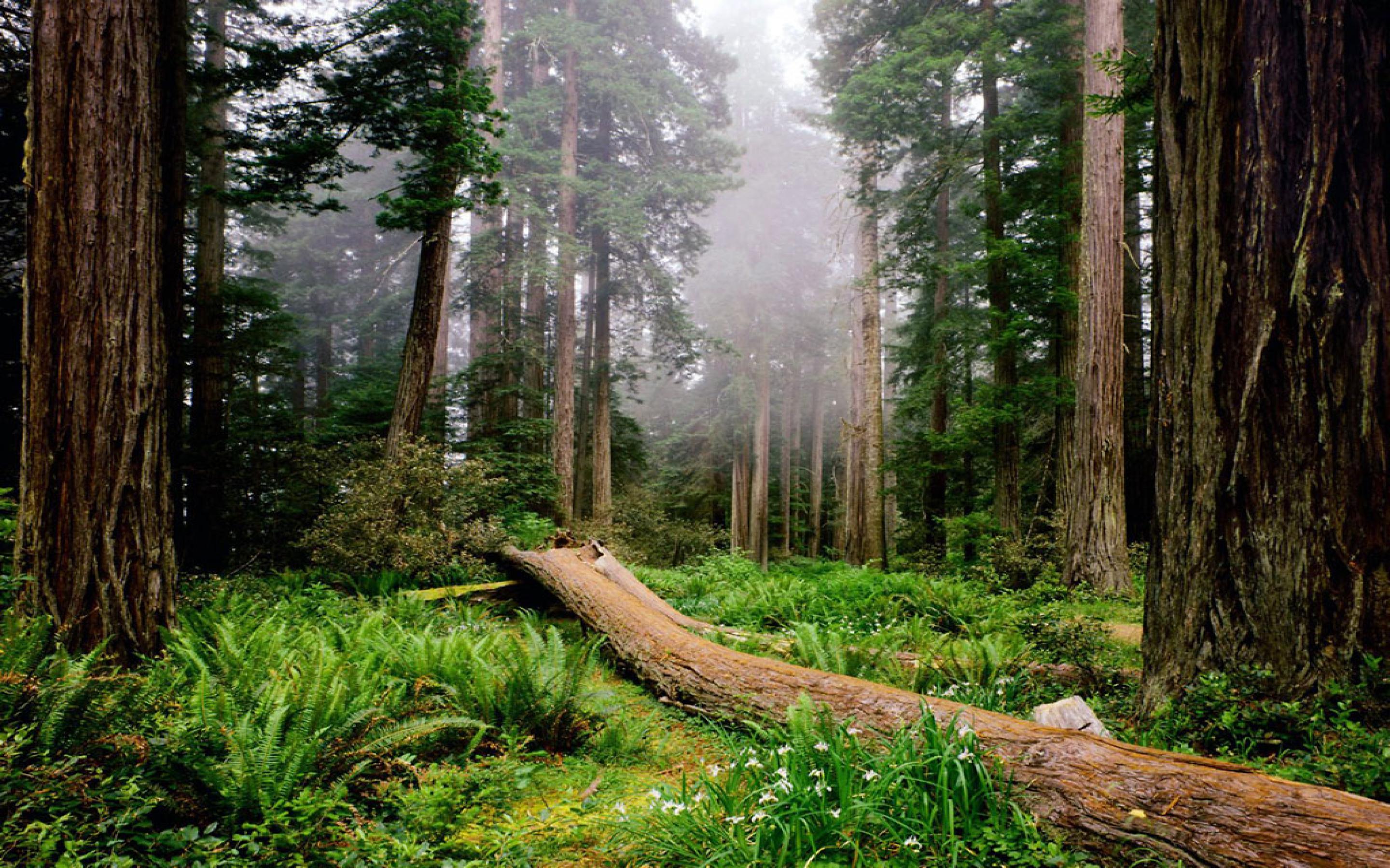 2880x1800 National And State Parks Redwood Old Rainforest Located In The USA Coast Of Northern California :
