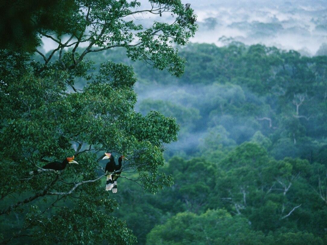 1083x813 Habitats - Tropical Rain Forest Picture, Wallpaper, Downloads - National Geographic