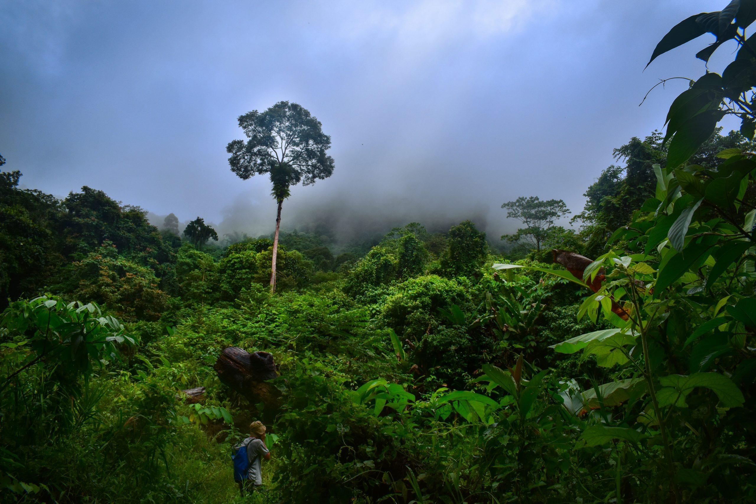 2560x1707 Jenis Jenis Kayu Di Hutan Kalimantan Barat