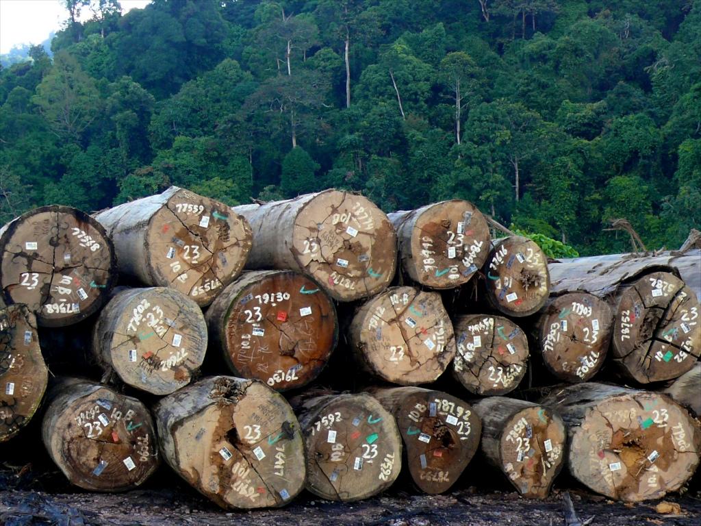 1024x768 certified timber Forests News