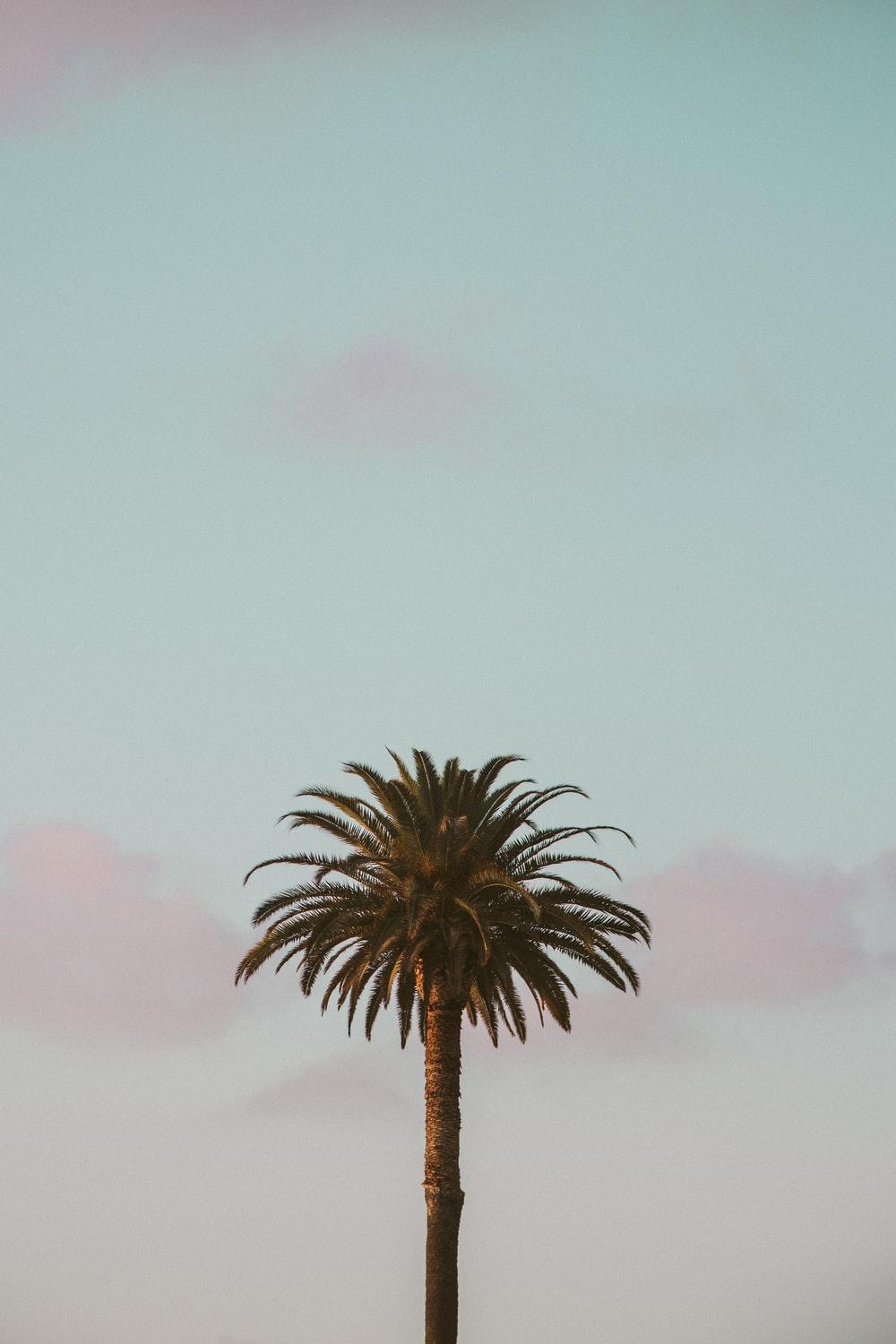 1000x1500 Palo Alto Wallpaper