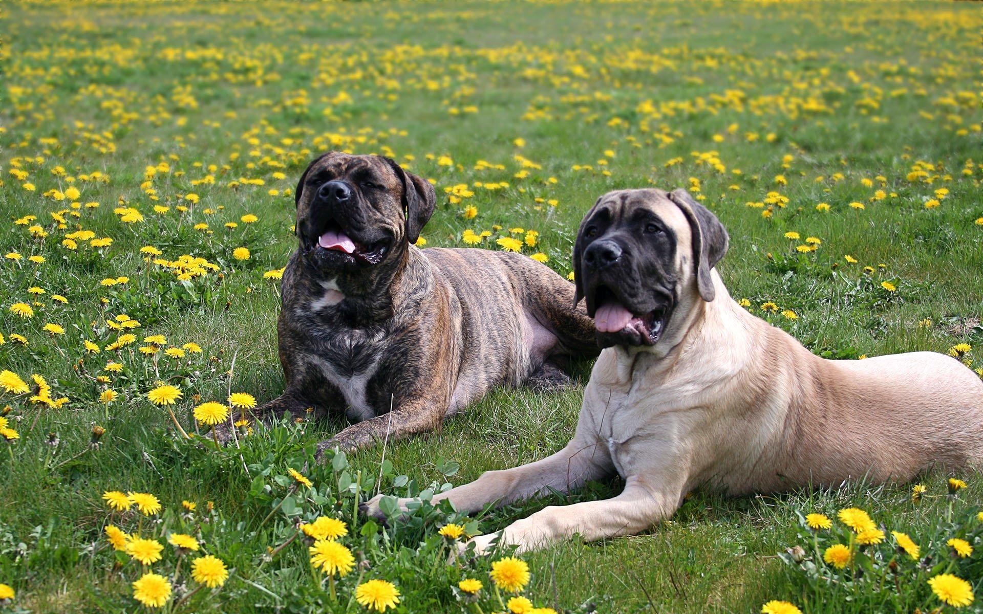1920x1200 Bullmastiff HD Wallpaper and Background
