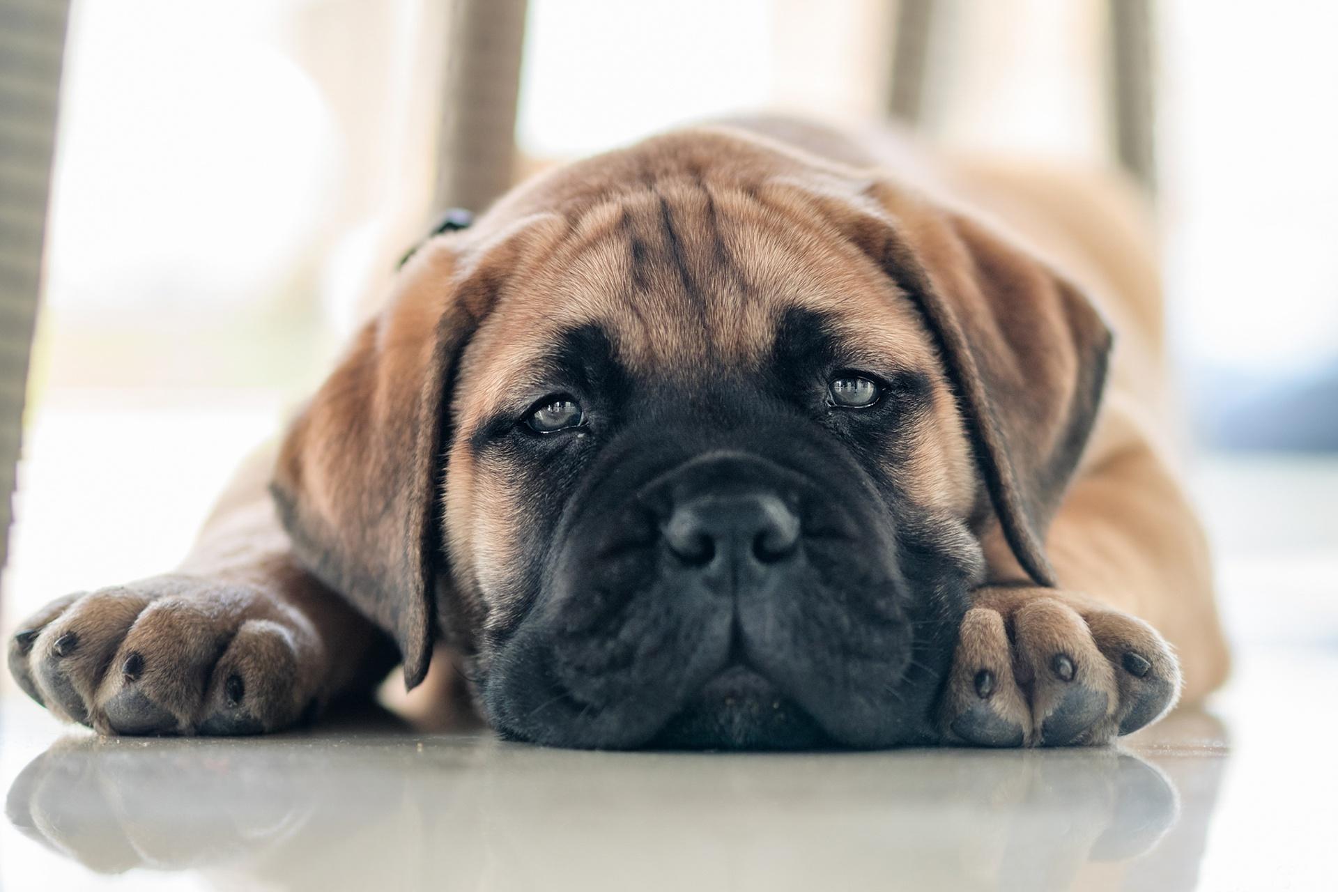 1920x1280 Bullmastiff HD Wallpaper