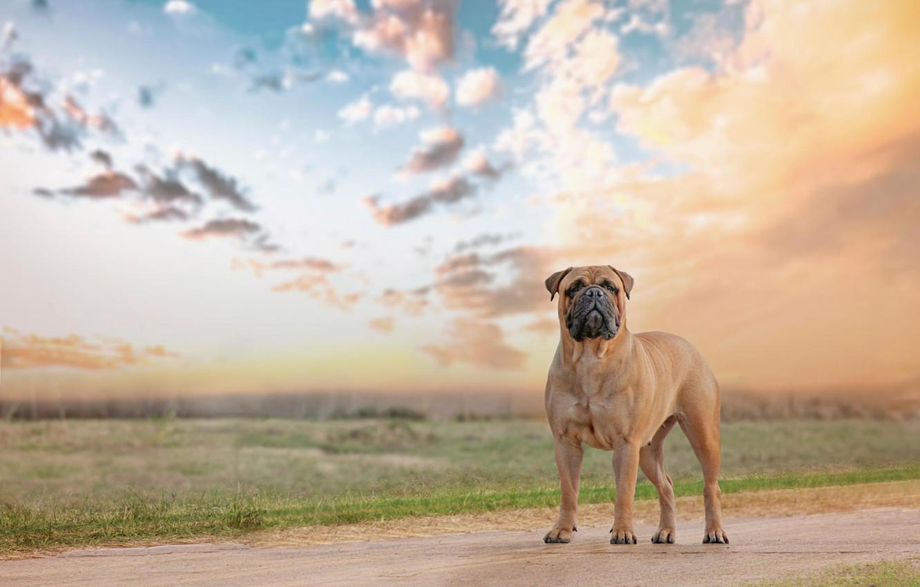 1332x850 Wallpaper look, each, dog, Bullmastiff image for desktop, section собаки
