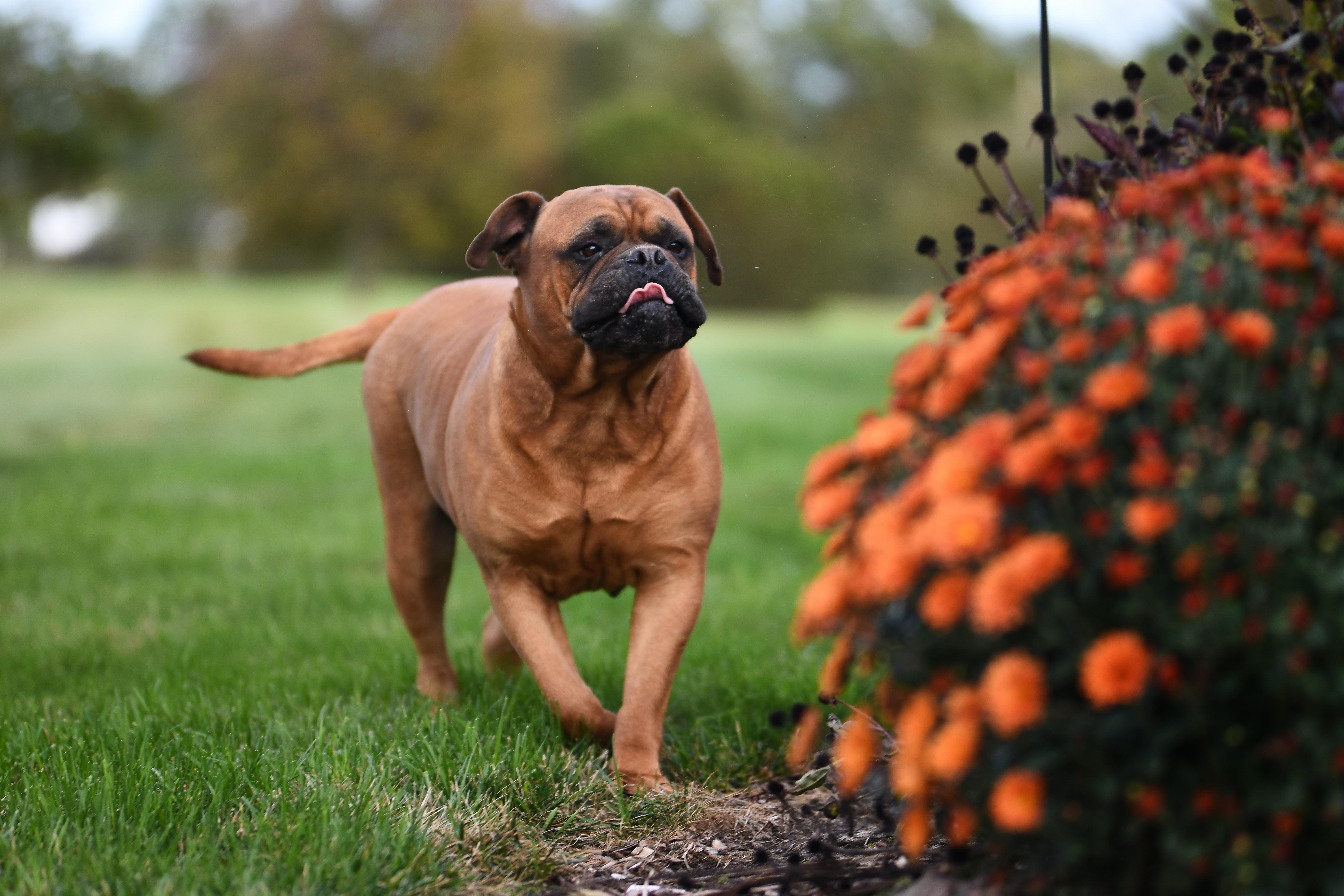 6000x4000 Bullmastiff Photo, Download The BEST Free Bullmastiff & HD Image