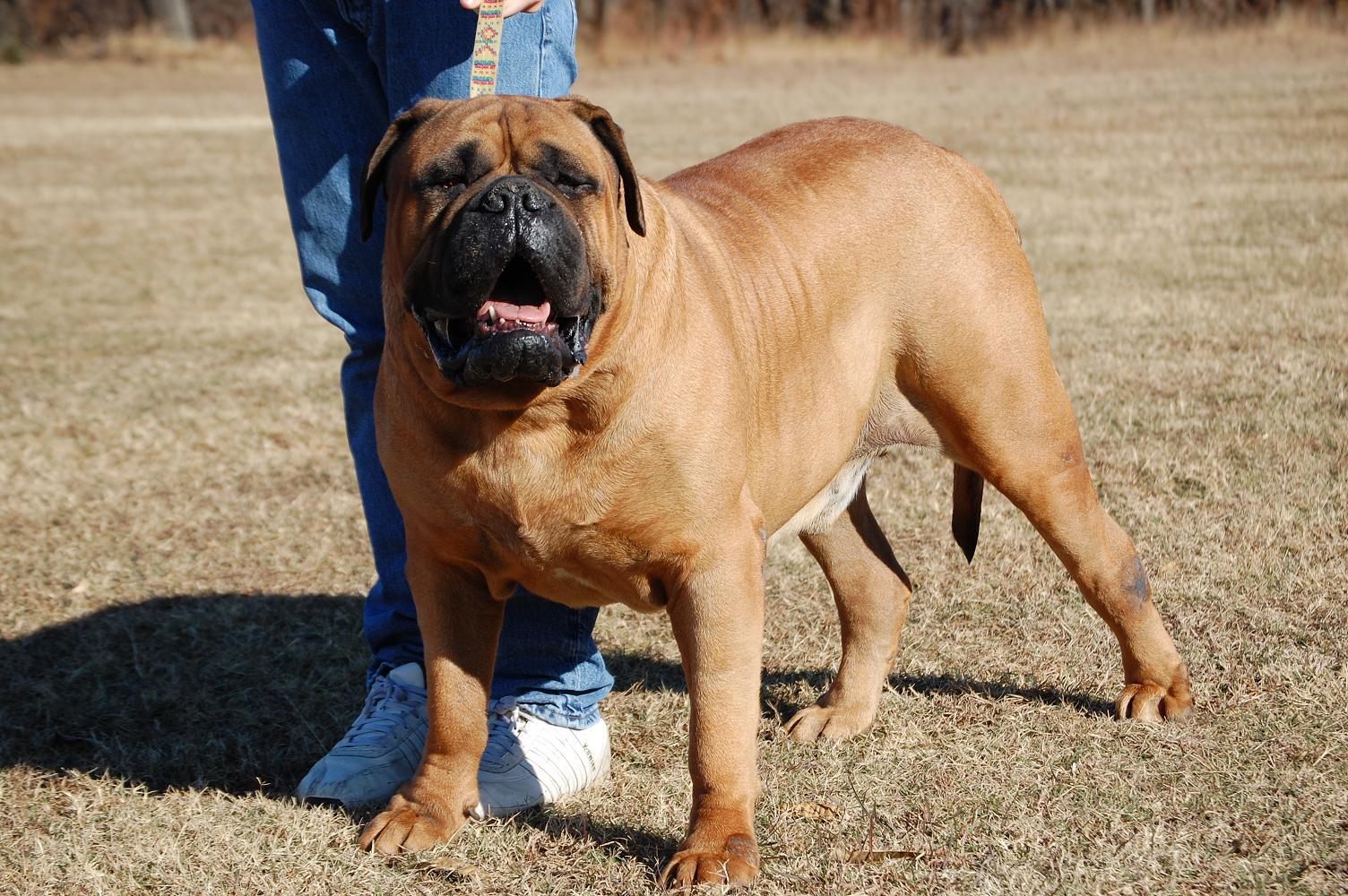 1504x1000 Bullmastiff Wallpaper