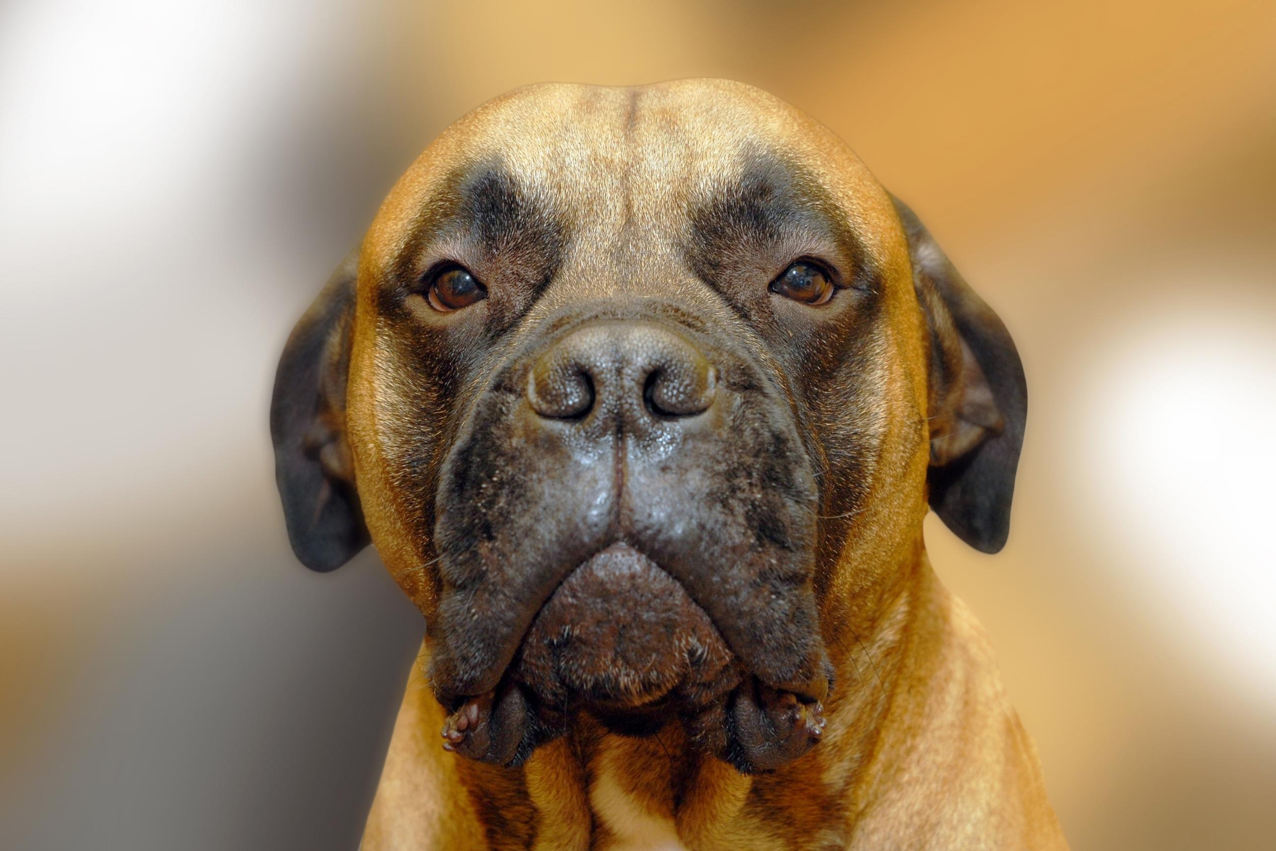 2593x1729 Bullmastiff HD Wallpaper