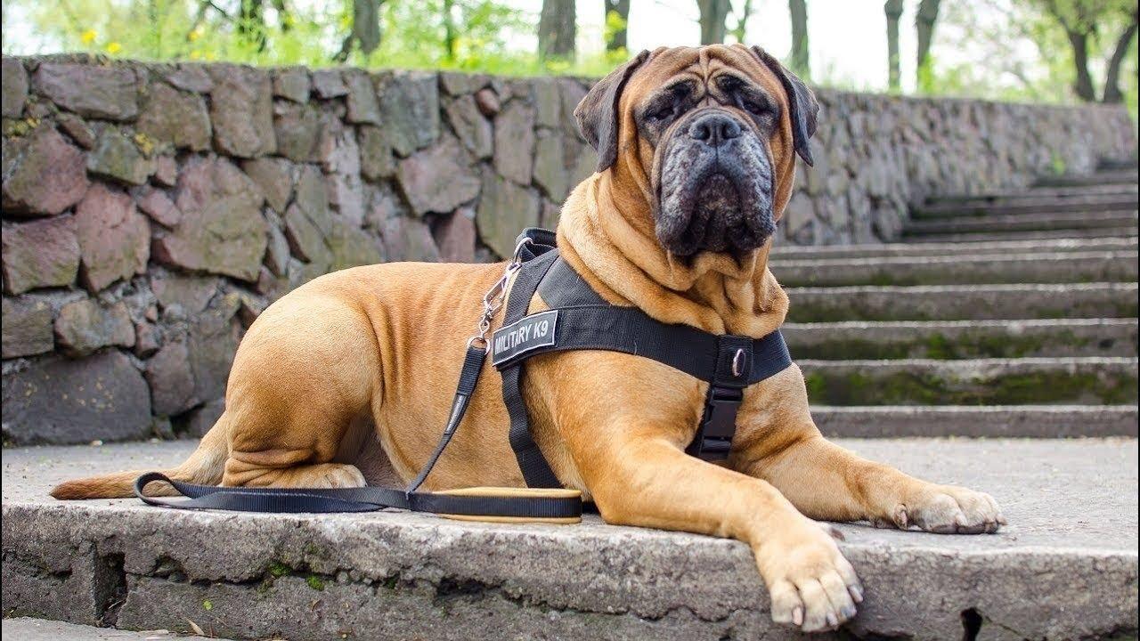 1280x720 you Bullmastiff Videos