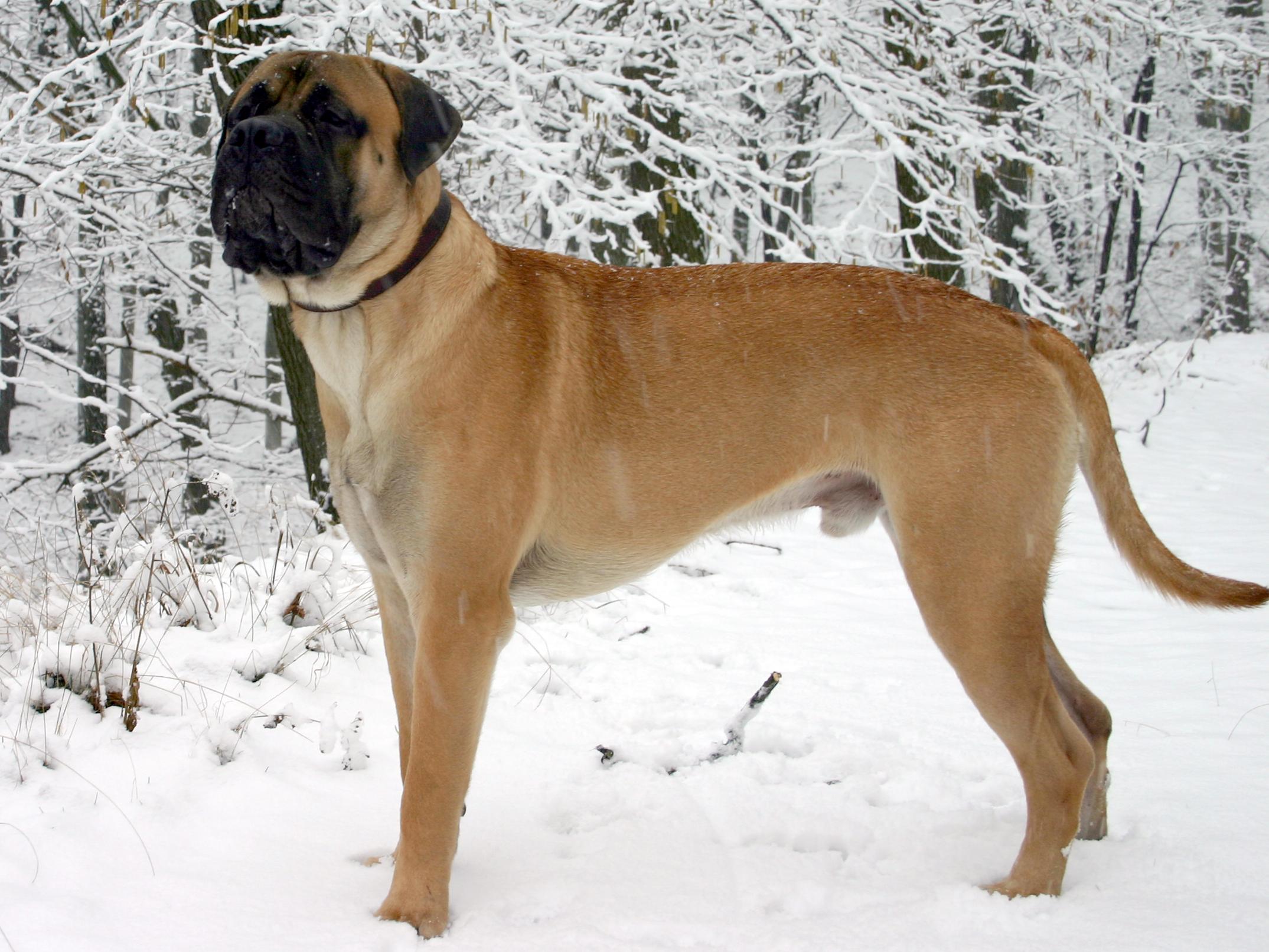 2149x1612 Bullmastiff Junghund 1