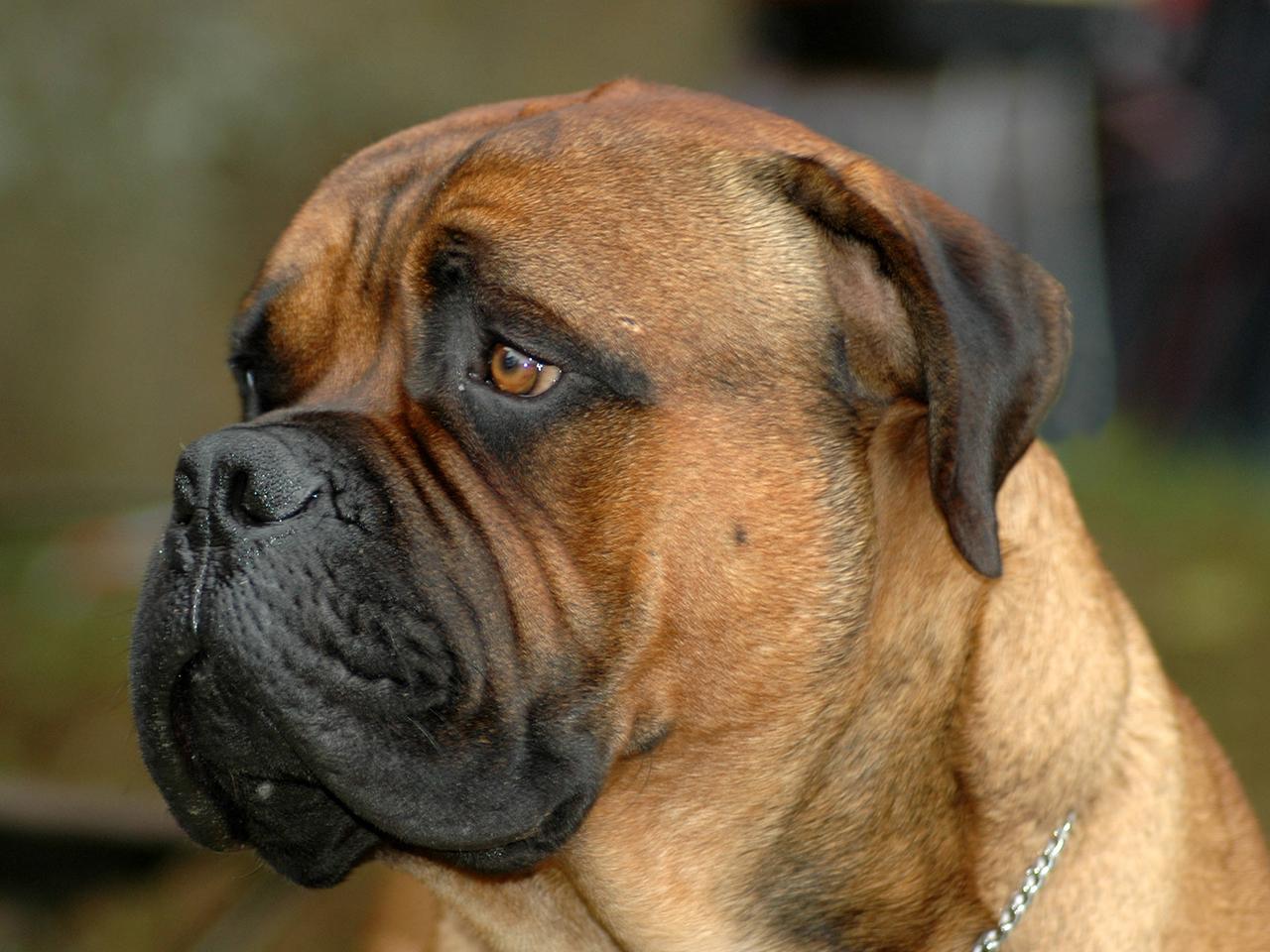 1280x960 Free download Bullmastiff 181 Free HD Wallpaper DogBreedsWallpapercom [1280x960] for your Desktop, Mobile & Tablet. Explore Bullmastiff Wallpaper