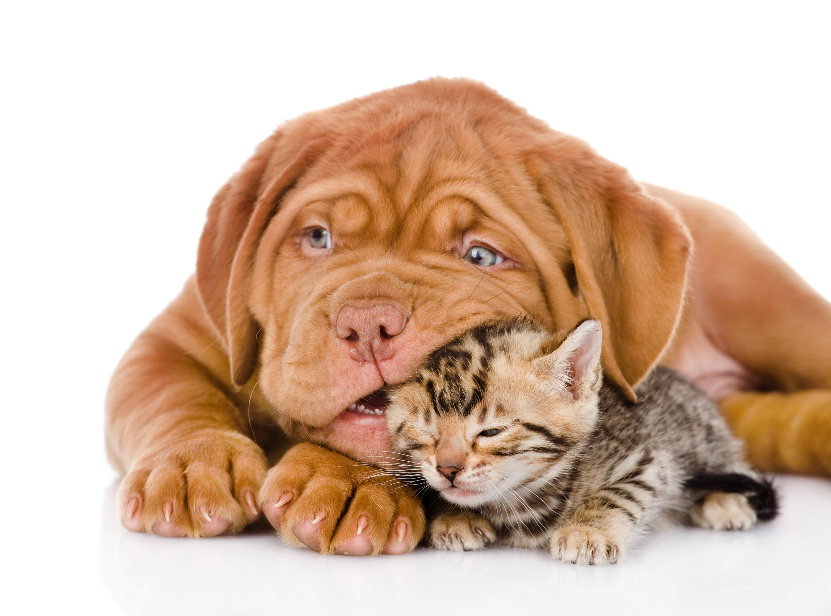2700x2000 Wallpaper. Animals. photo. picture. background, dog, kitten, bullmastiff, puppies