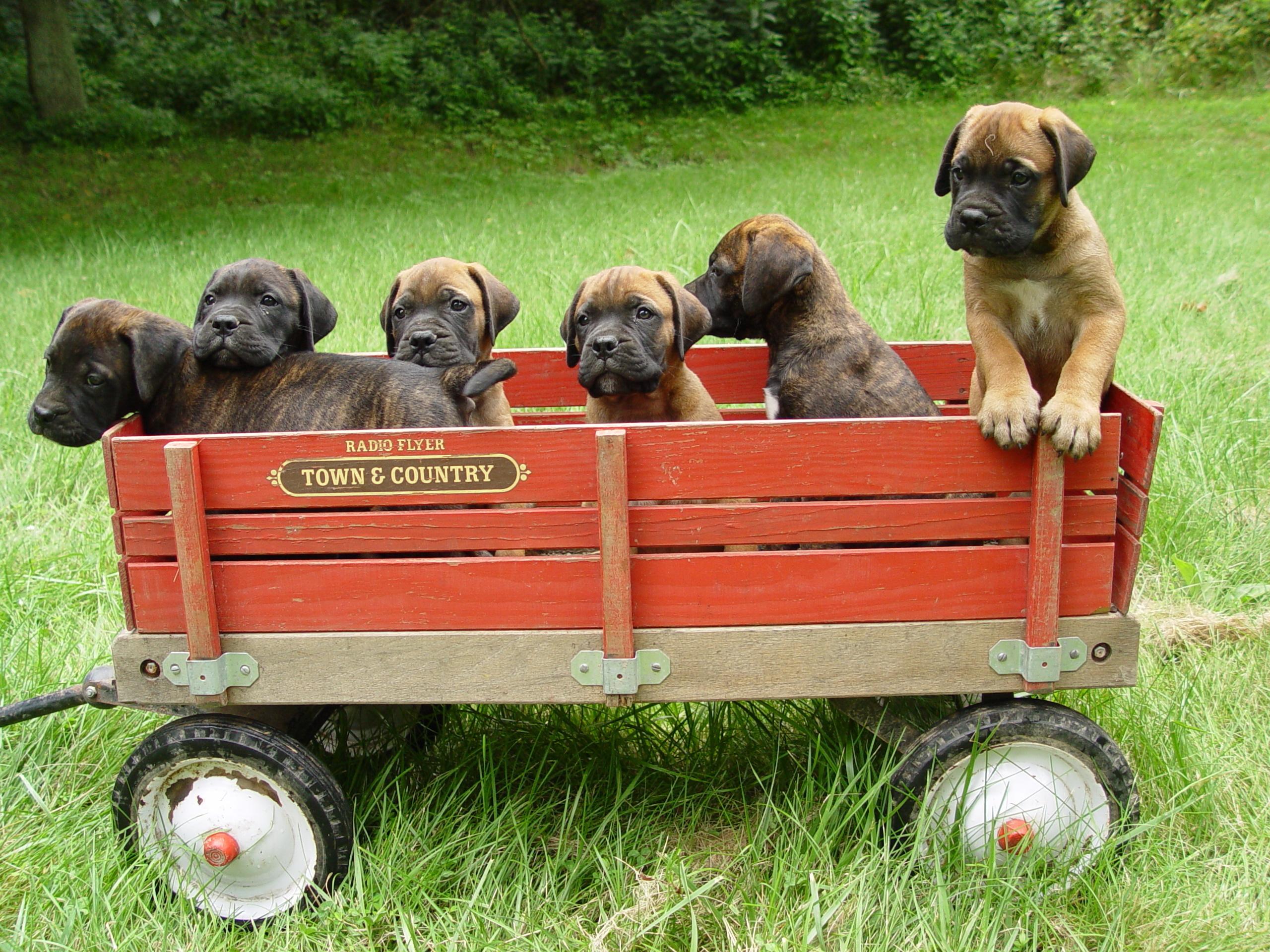 2560x1920 Bullmastiff puppies in a wagon photo and wallpaper. Beautiful Bullmastiff puppies in a wagon picture