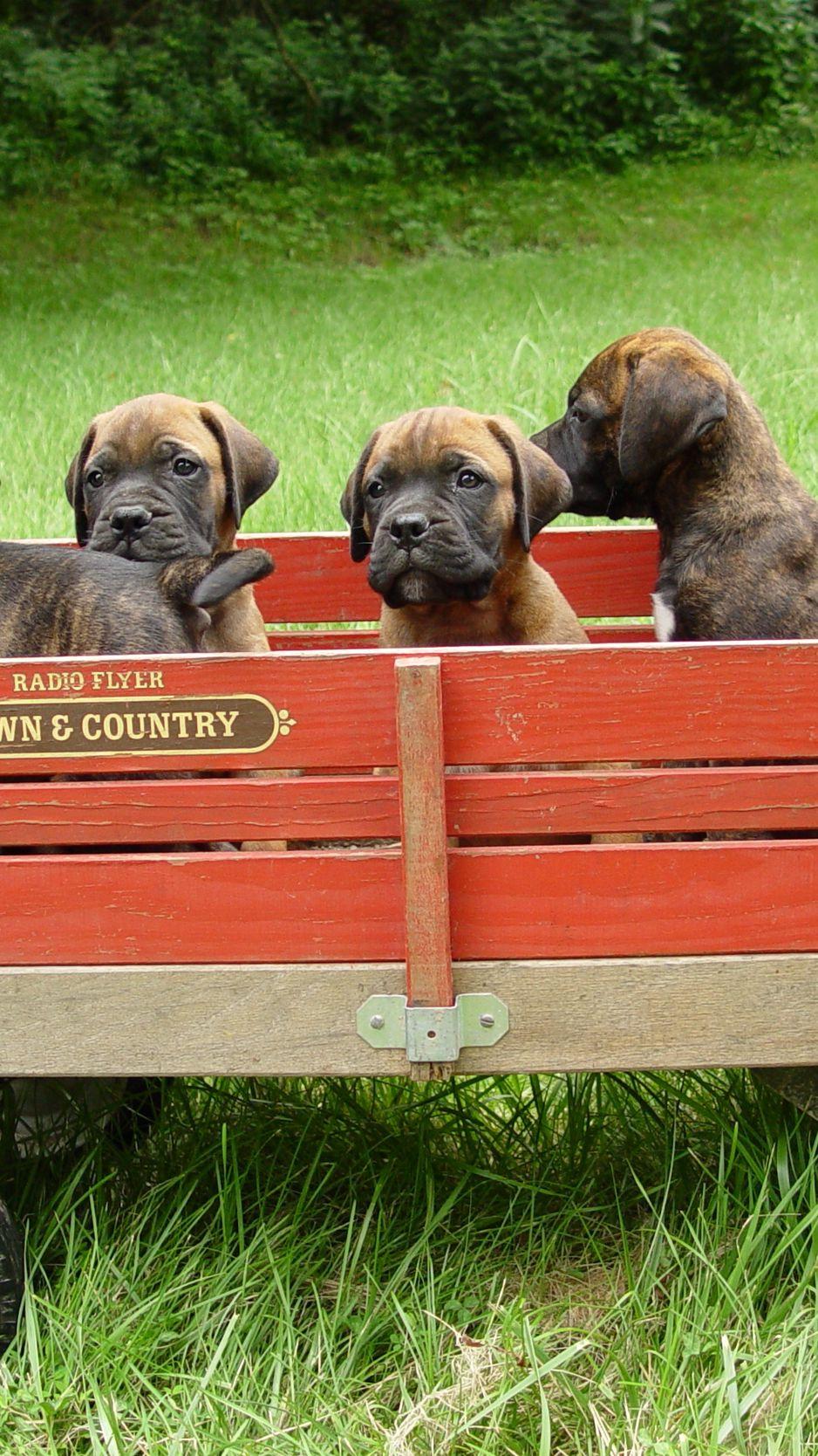 938x1668 Download Wallpaper 938x1668 Bullmastiff, Puppies, Trailer, Grass Iphone 8 7 6s 6 For Parallax HD Background