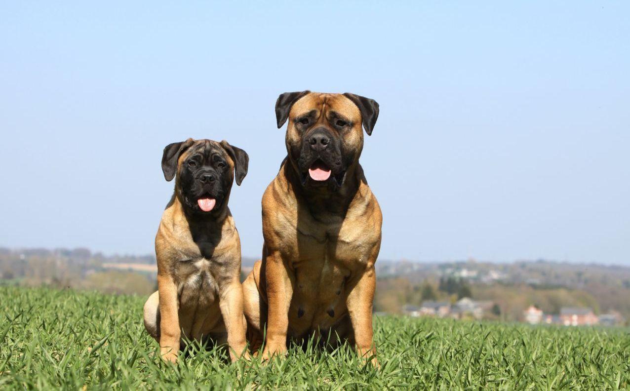 1276x792 Bullmastiff, Feeding and Grooming Guidelines