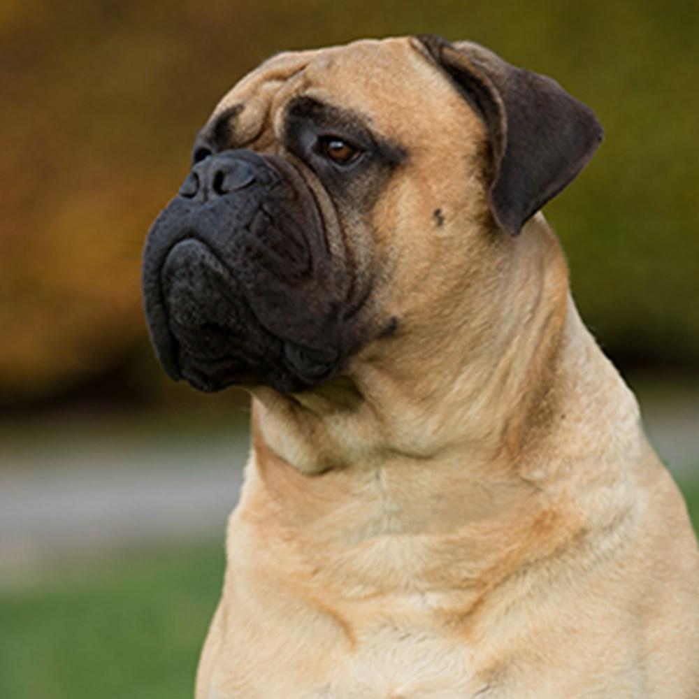 1000x1000 Bullmastiff. Breeds A to Z. The Kennel Club