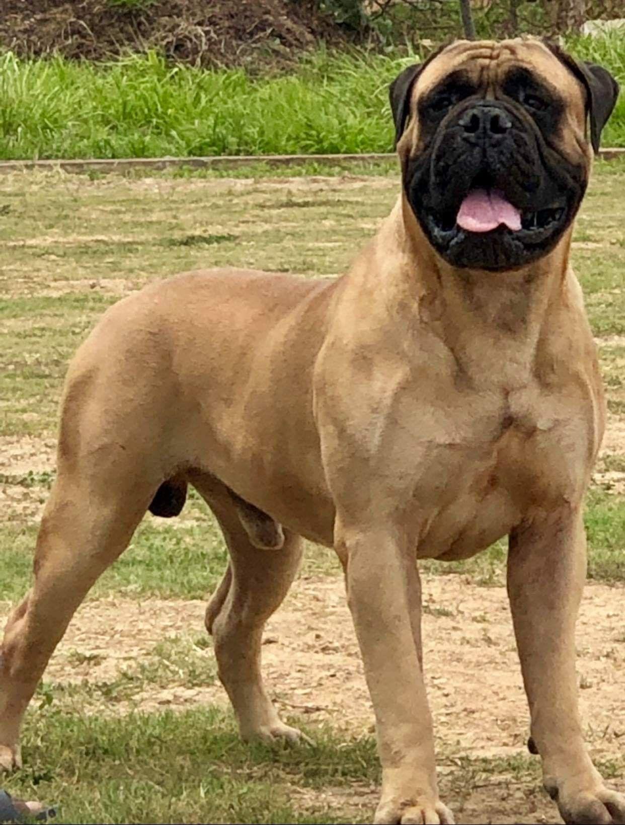 1242x1639 BULL MASTIFF