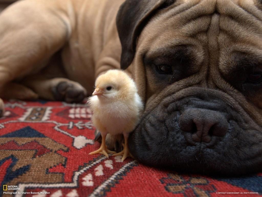 1024x768 Free download Best Friends Bullmastiff Wallpaper 23510525 [1024x768] for your Desktop, Mobile & Tablet. Explore Bullmastiff Wallpaper