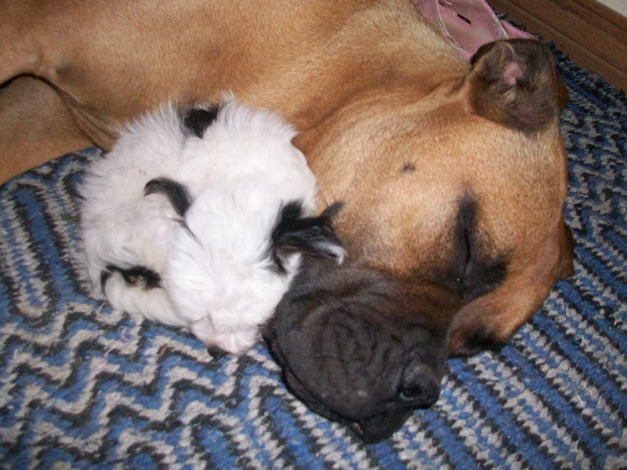 1280x960 The Beautiful Bullmastiff