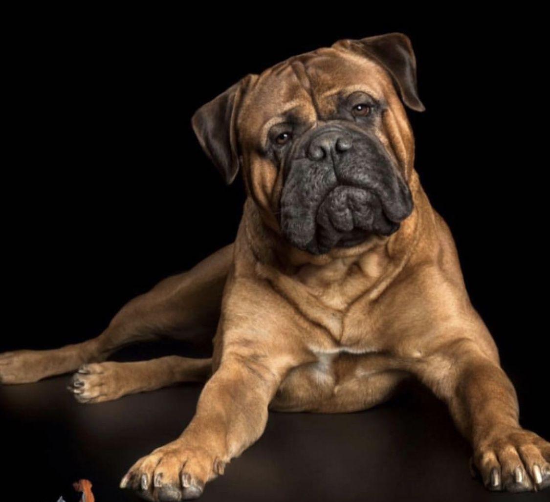 1125x1027 Bullmastiff Appreciation