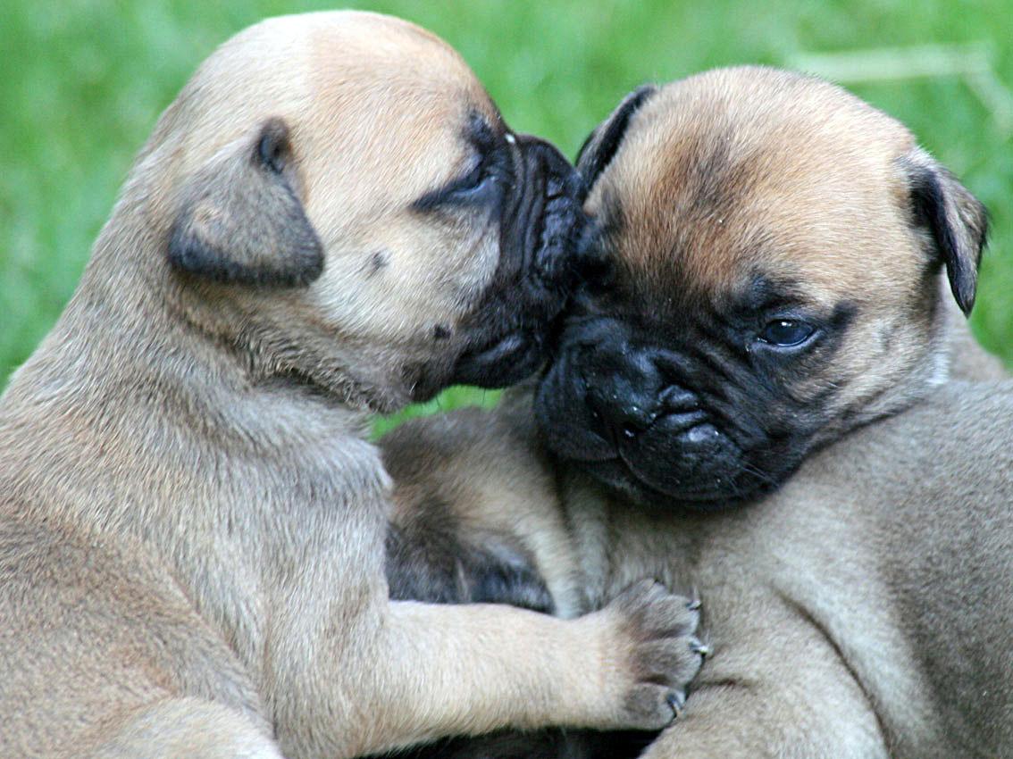 1134x850 Two lovely Bullmastiff puppies photo and wallpaper. Beautiful Two lovely Bullmastiff puppies picture