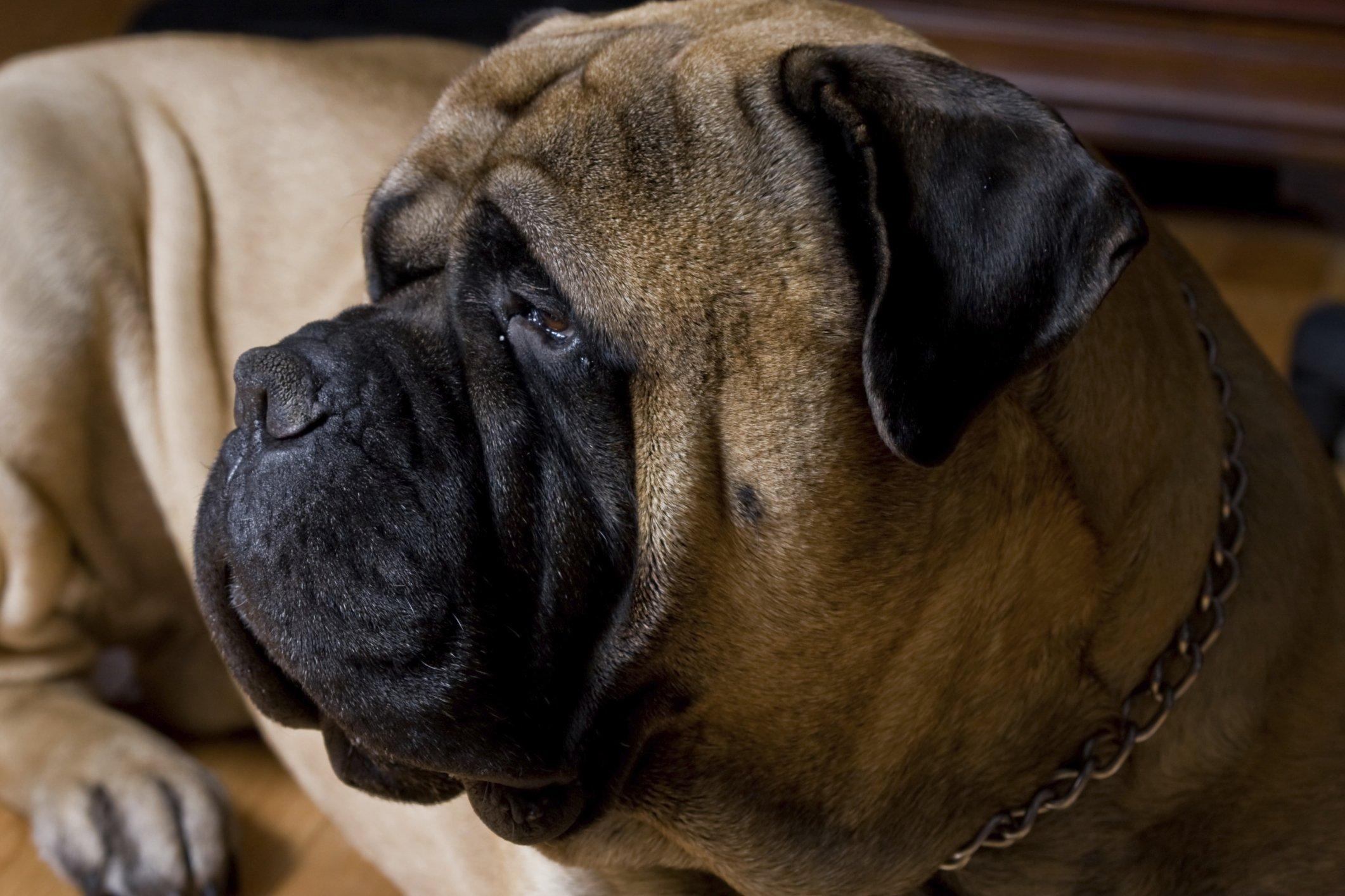 2122x1415 BULLMASTIFF dog dogs wallpaperx1415