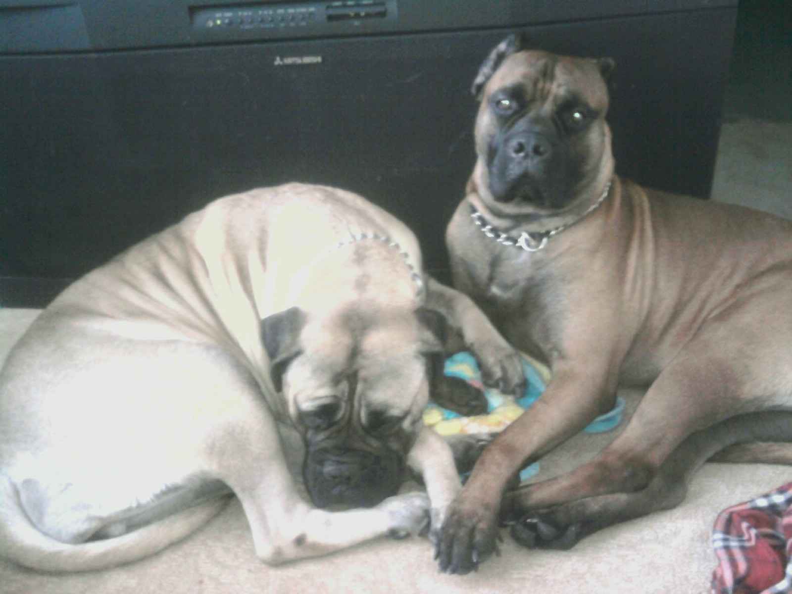 1600x1200 Free download The Beautiful Bullmastiff Bullmastiff Wallpaper 15111040 [1600x1200] for your Desktop, Mobile & Tablet. Explore Bullmastiff Wallpaper