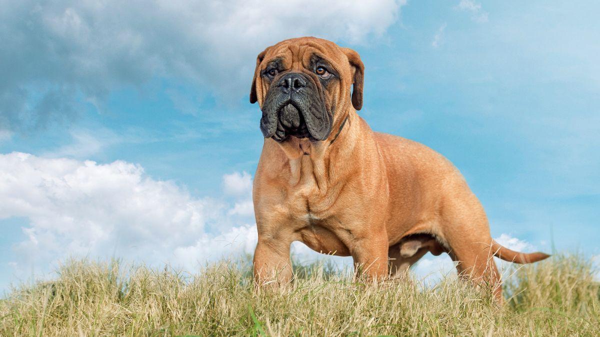 1200x675 How much does it cost to own a Bullmastiff?