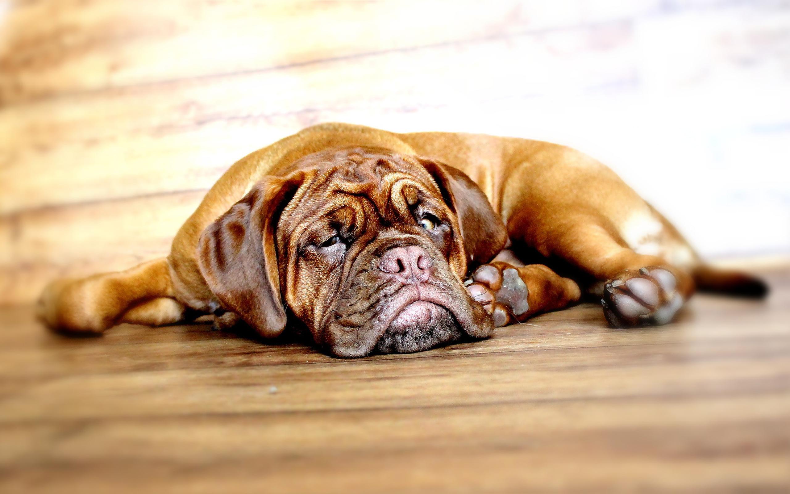 2560x1600 Download wallpaper Bullmastiff, funny dog, cute animals, dogs, puppy, pets, Bullmastiff Dog for desktop with resolution 2560x1600. High Quality HD picture wallpaper