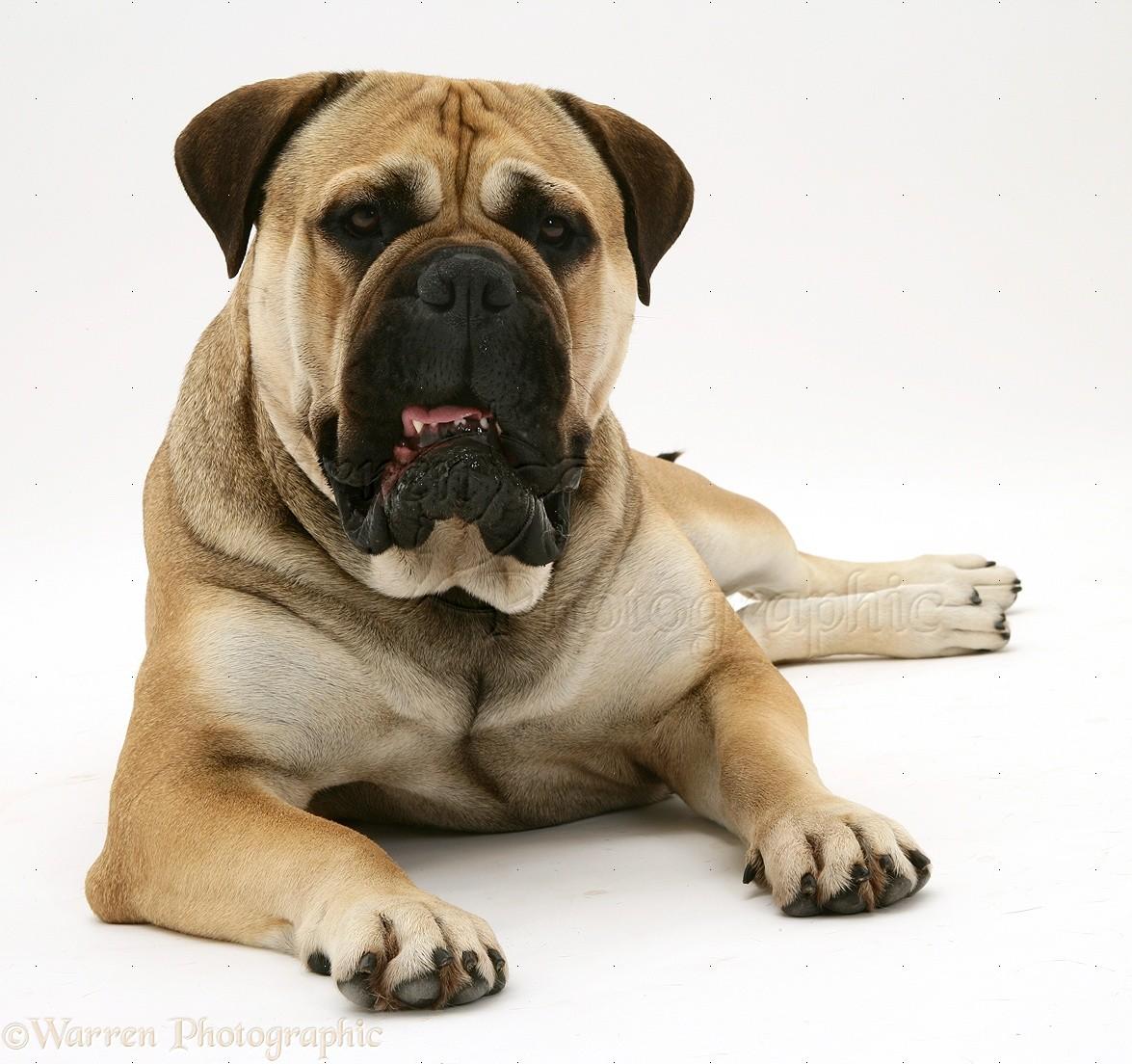 1175x1104 Dog: Bullmastiff lying with head up photo WP18058
