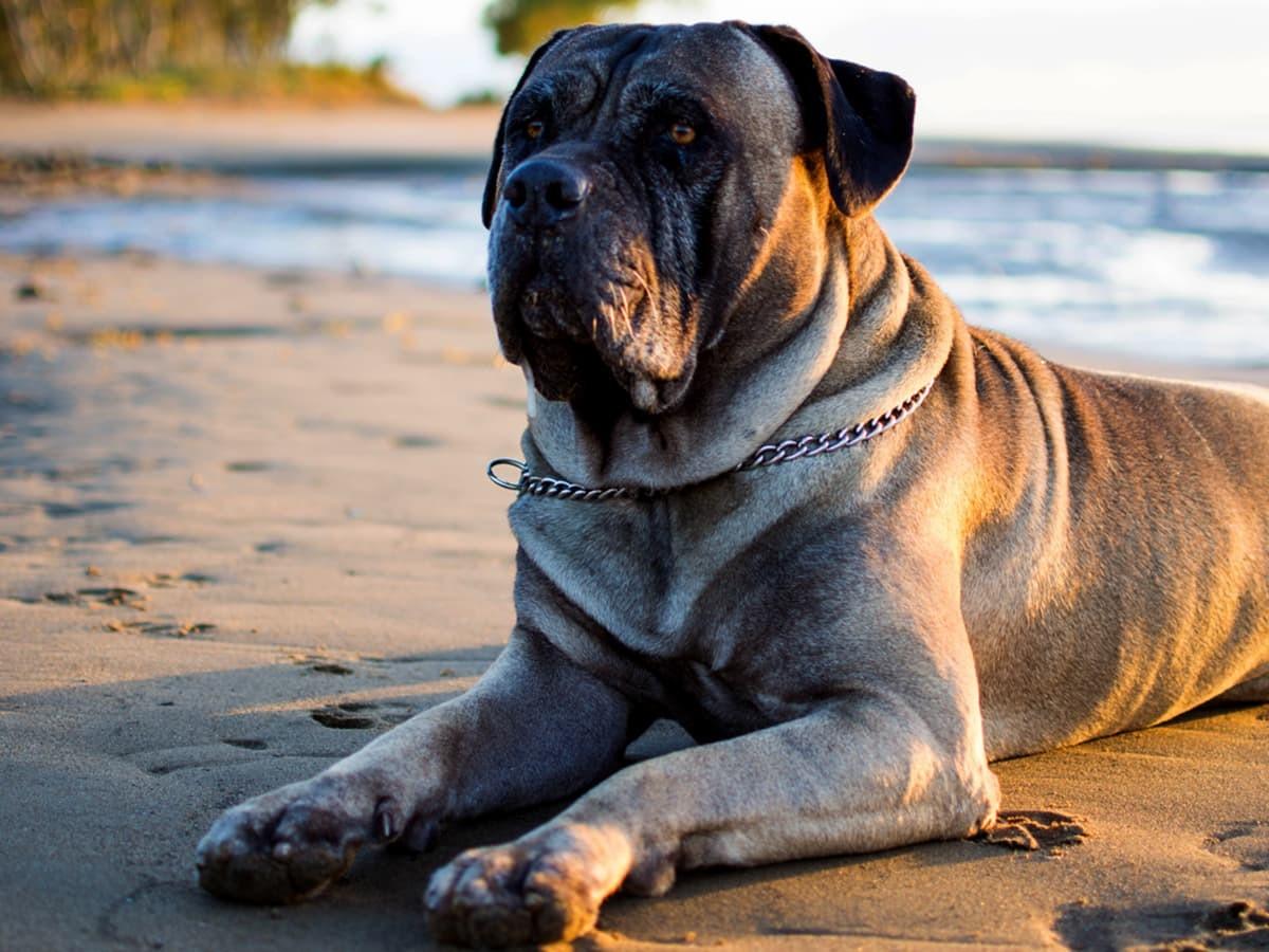 1200x900 Bullmastiff Breed Guide