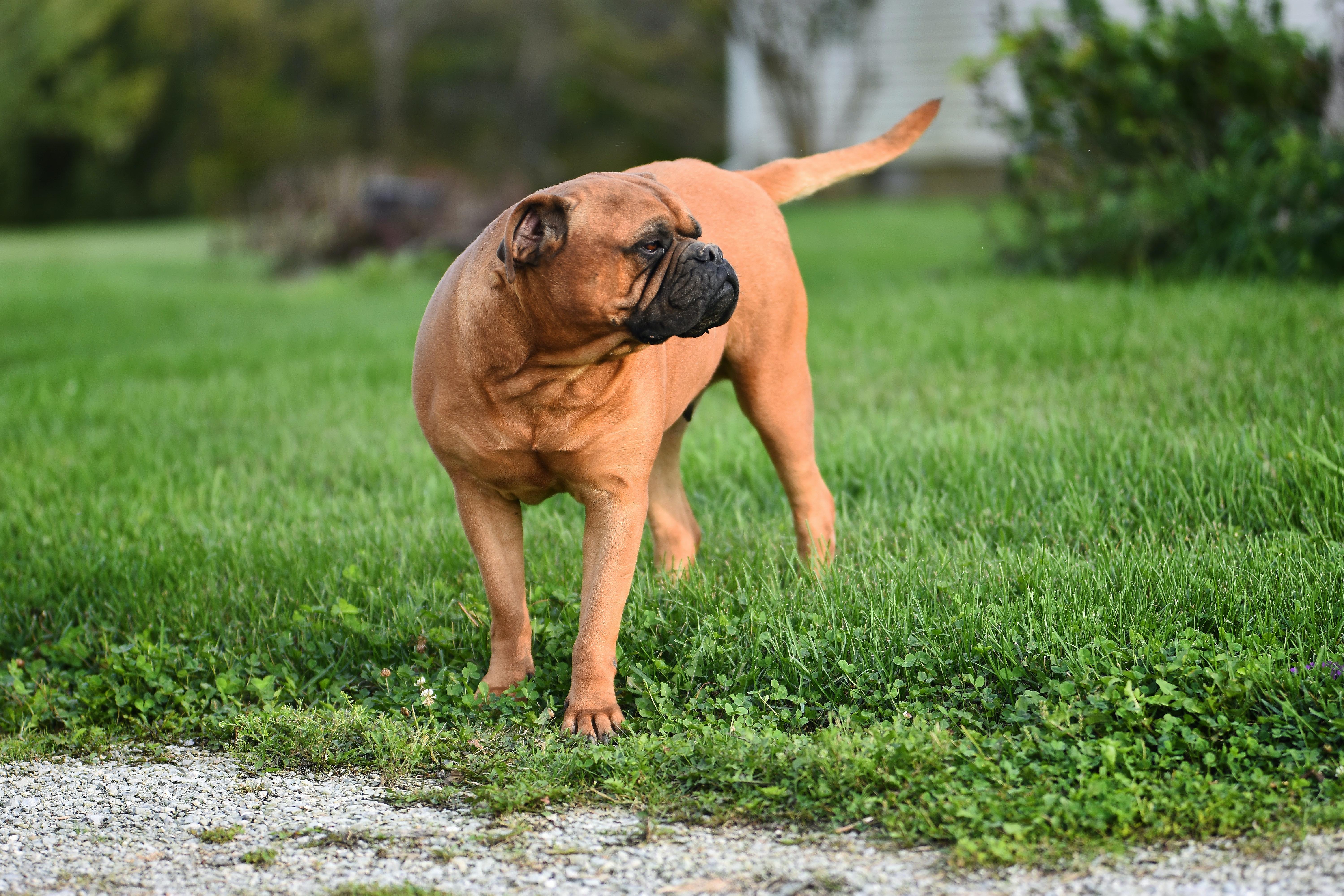 6000x4000 Bullmastiff Photo, Download The BEST Free Bullmastiff & HD Image