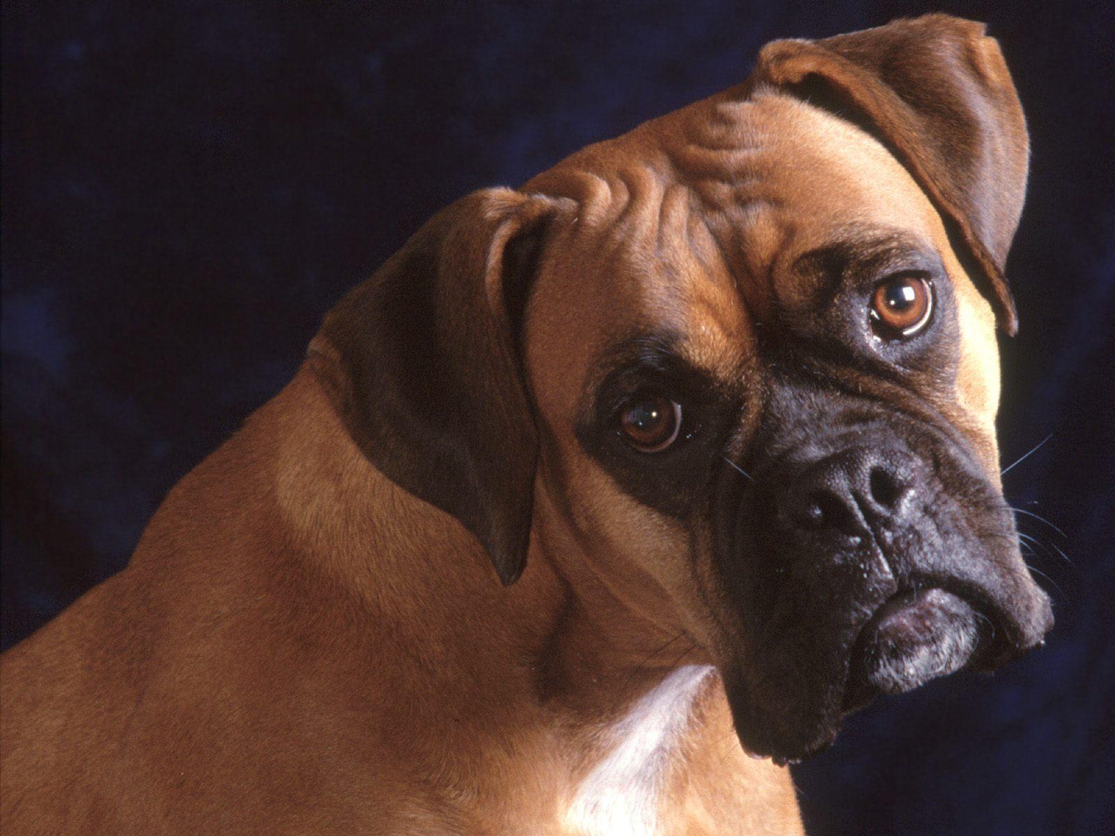 1600x1200 Free download Bullmastiff Dog desktop wallpaper [1600x1200] for your Desktop, Mobile & Tablet. Explore Bullmastiff Wallpaper
